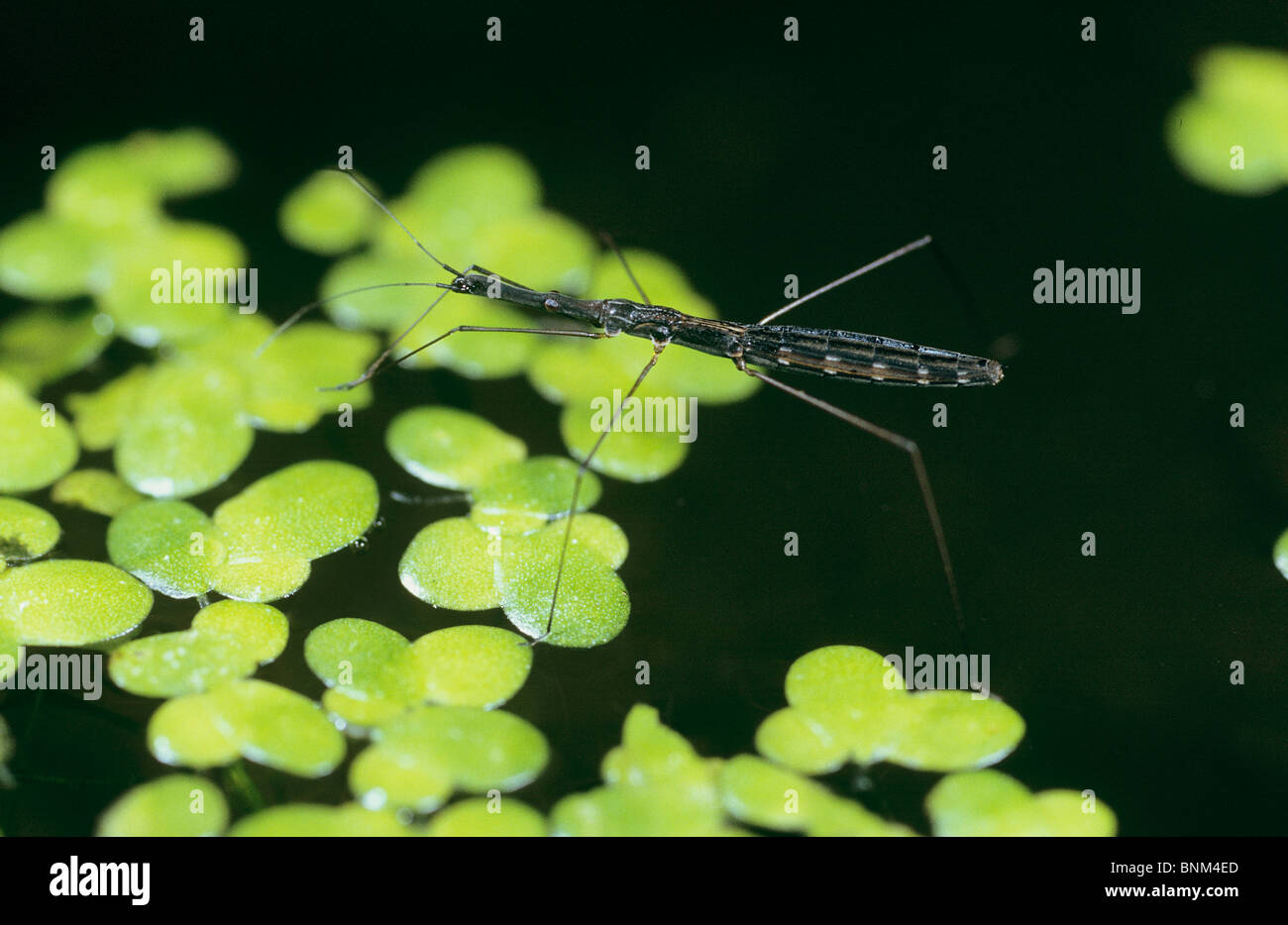 water measurer / Hydrometra stagnorum Stock Photo - Alamy