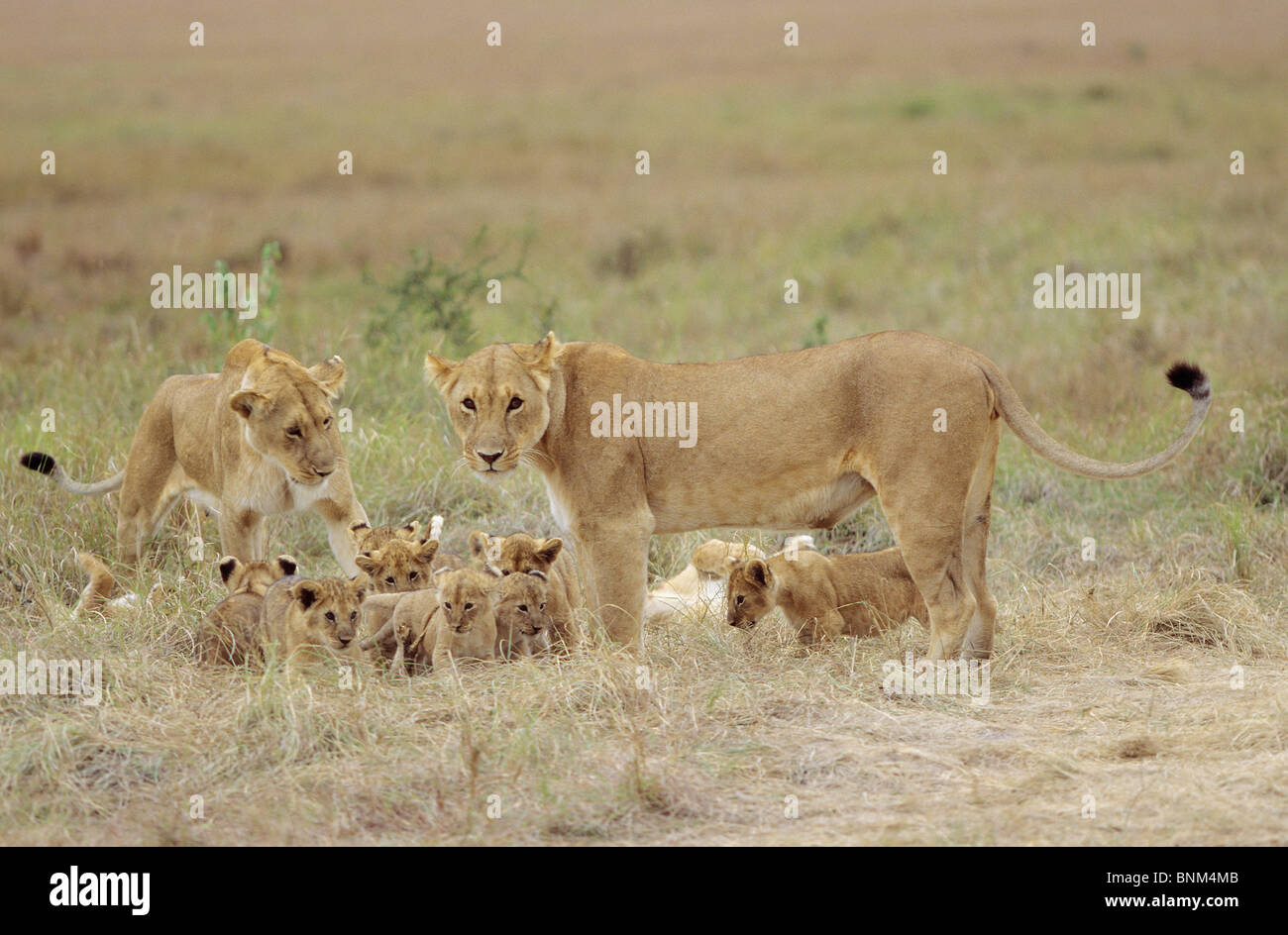 lionesses with cubs / Panthera leo Stock Photo - Alamy