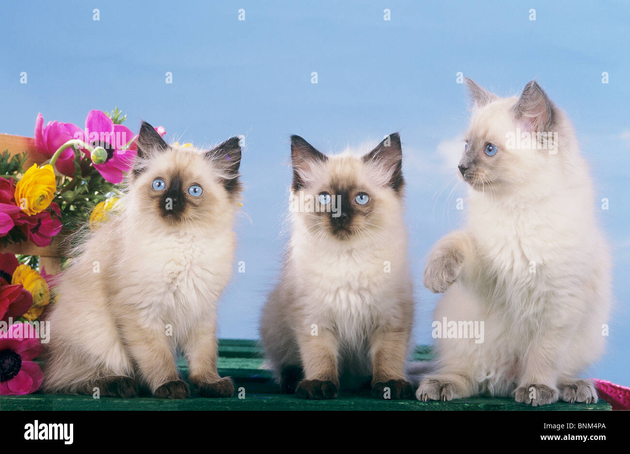 Three cute kittens flowers hi-res stock photography and images - Alamy