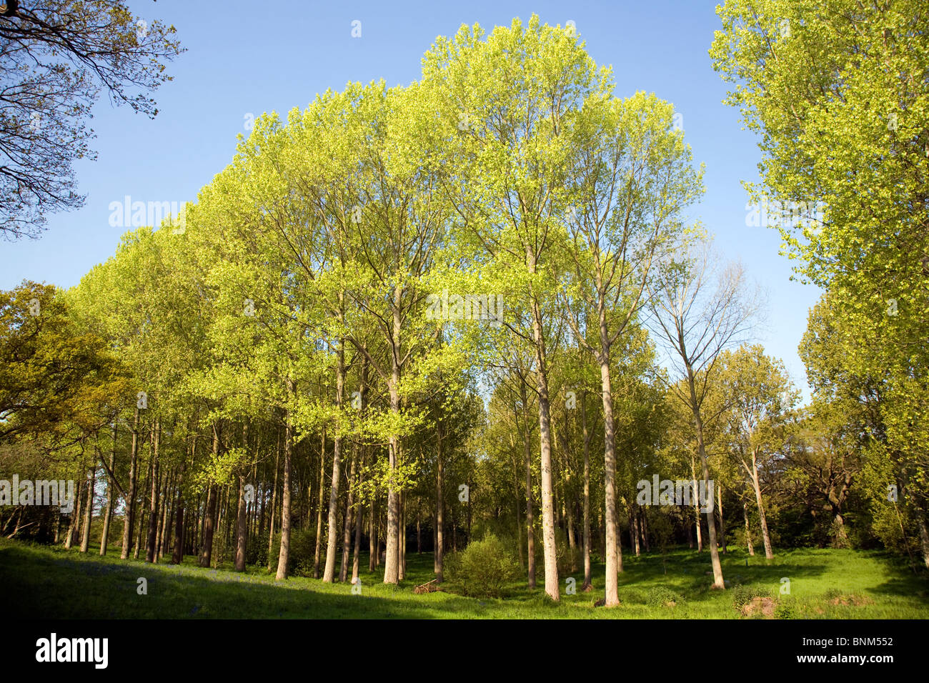 Populus tremula European aspen trees growing in wet land Suffolk Stock Photo