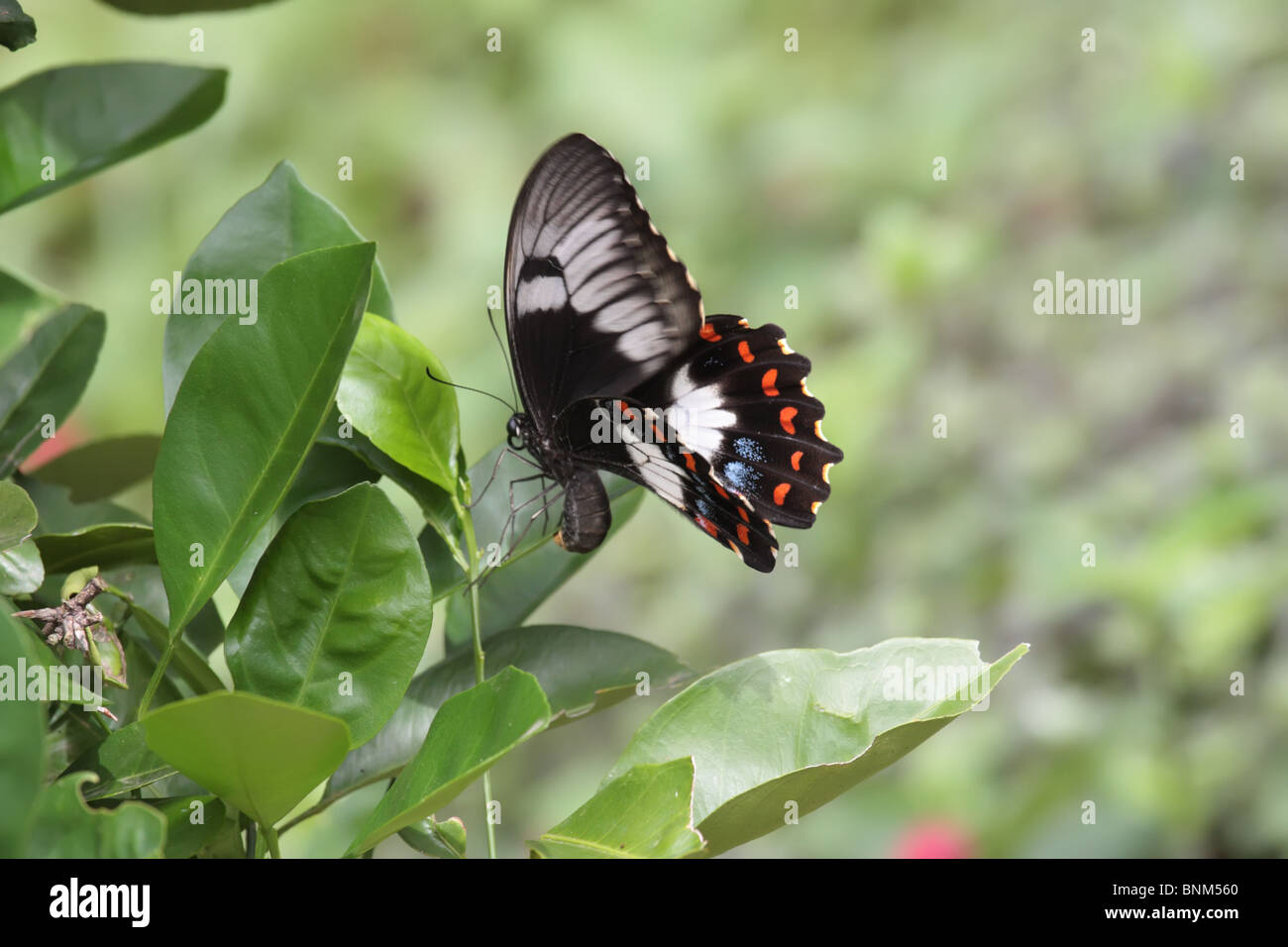 Swallowtails Butterfly Laying Eggs on Citrus Tree Stock Photo Alamy