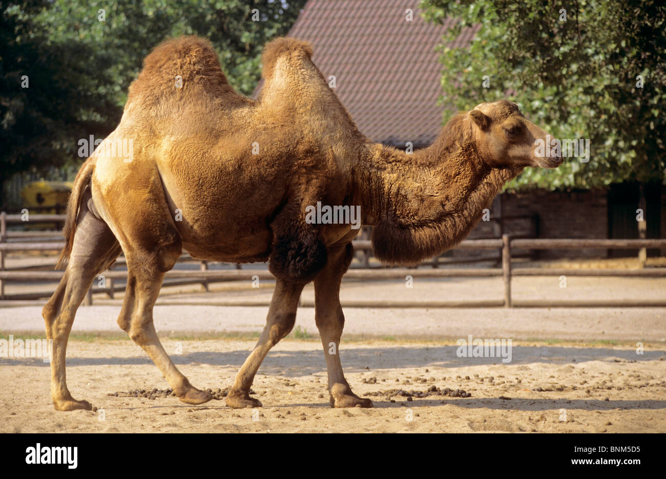 Bactrian Camel in the zoo Stock Photo - Alamy