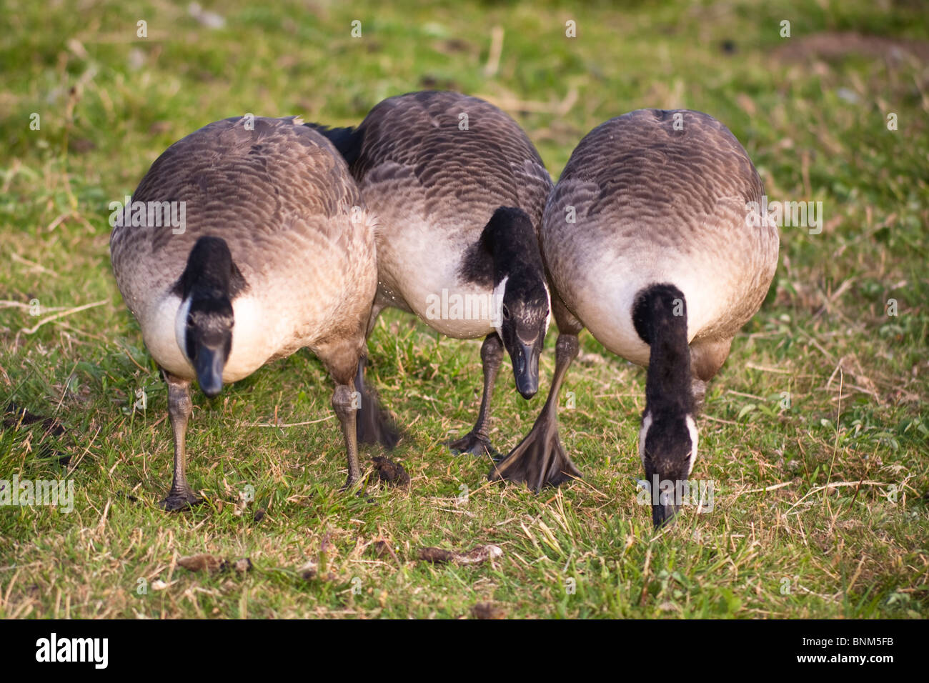 Canada geese eating grass hi res stock photography and images Alamy