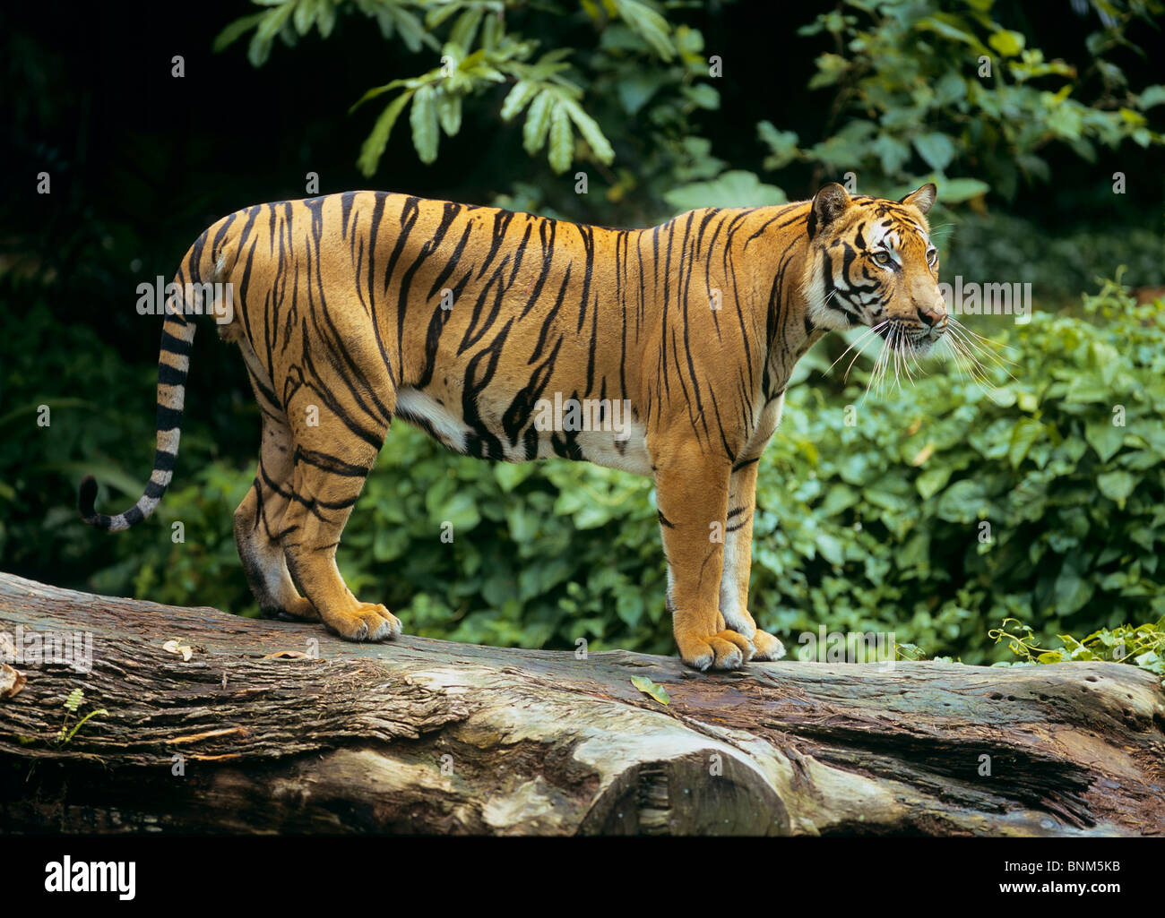 Sumatran Tiger - standing on a tree trunk Stock Photo