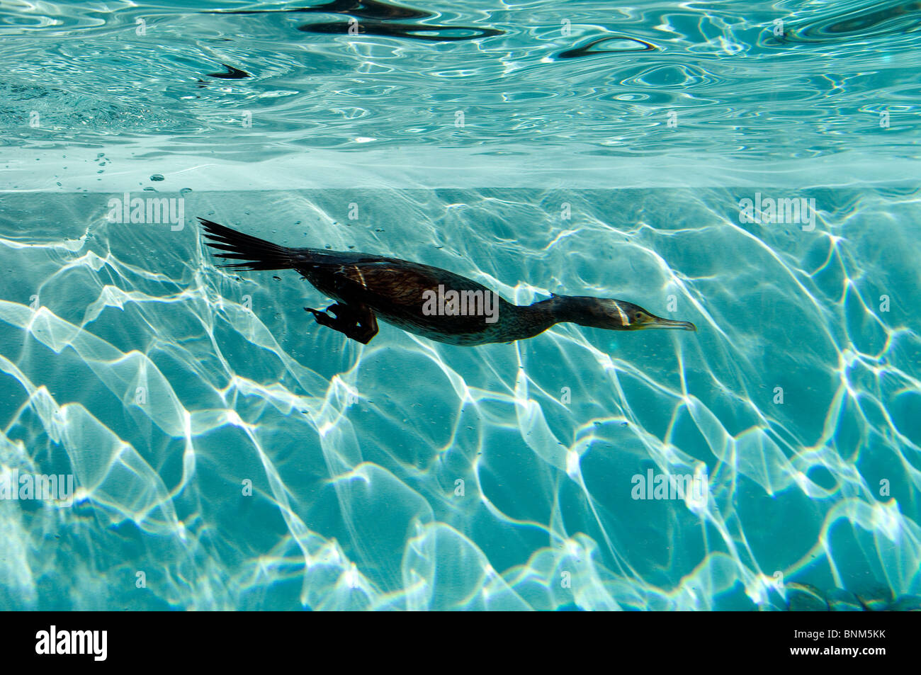 Cormorant diving Phalacrocorax carbo bird swimming dive underwater