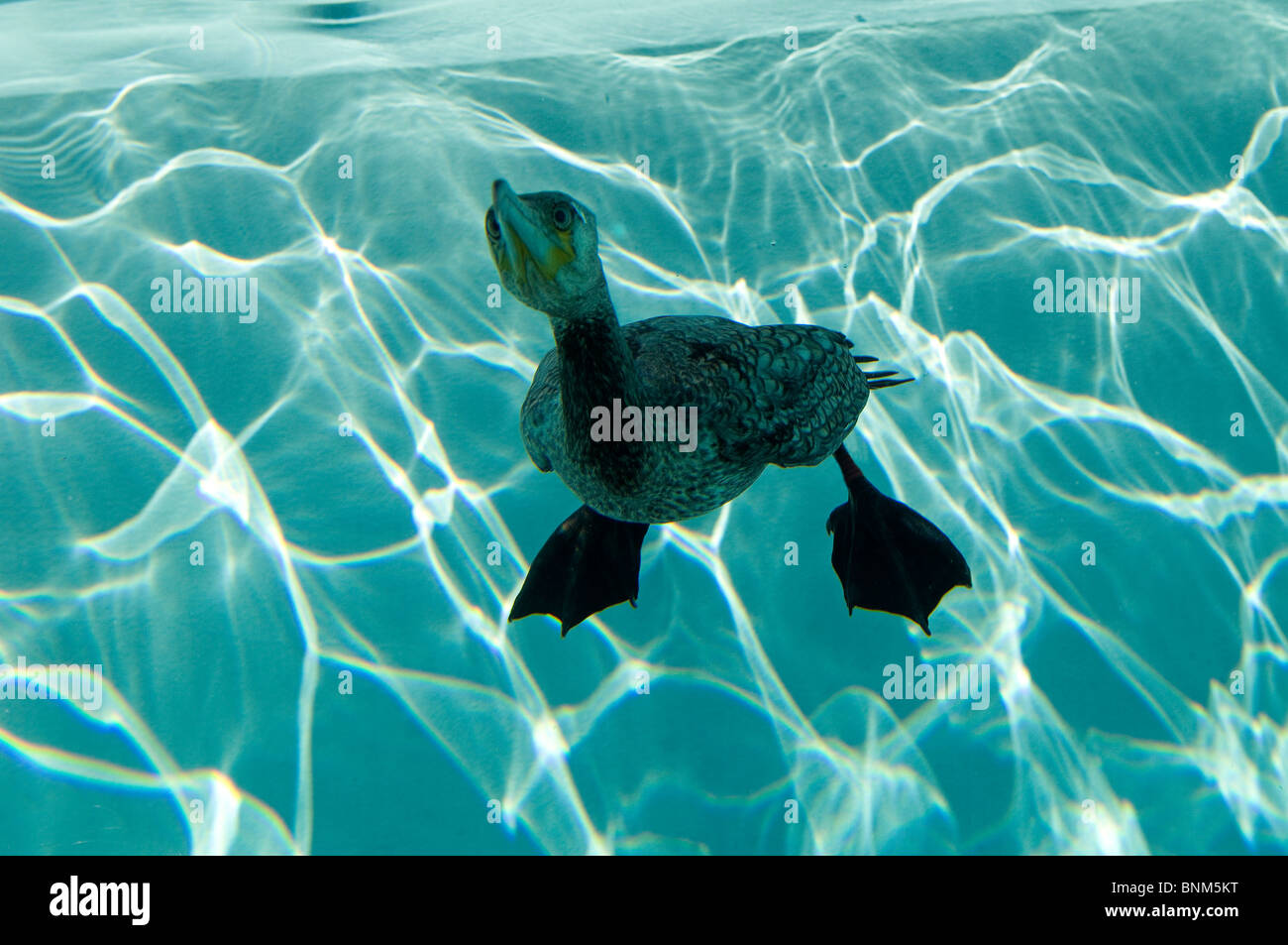 Cormorant diving Phalacrocorax carbo bird swimming dive underwater unterwater photography nature animal feet Stock Photo