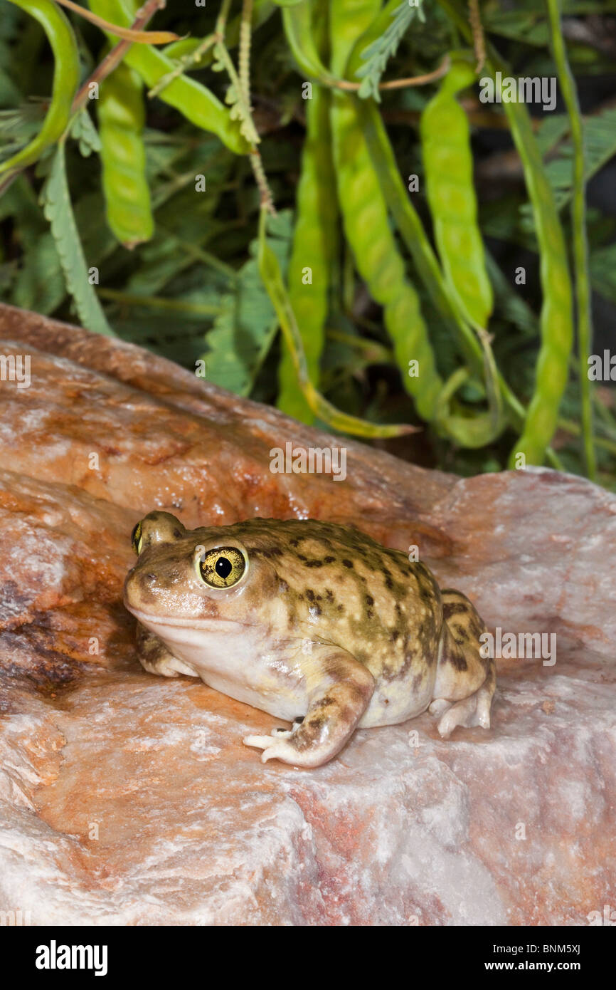 Couch's Spadefoot Toad Stock Photo