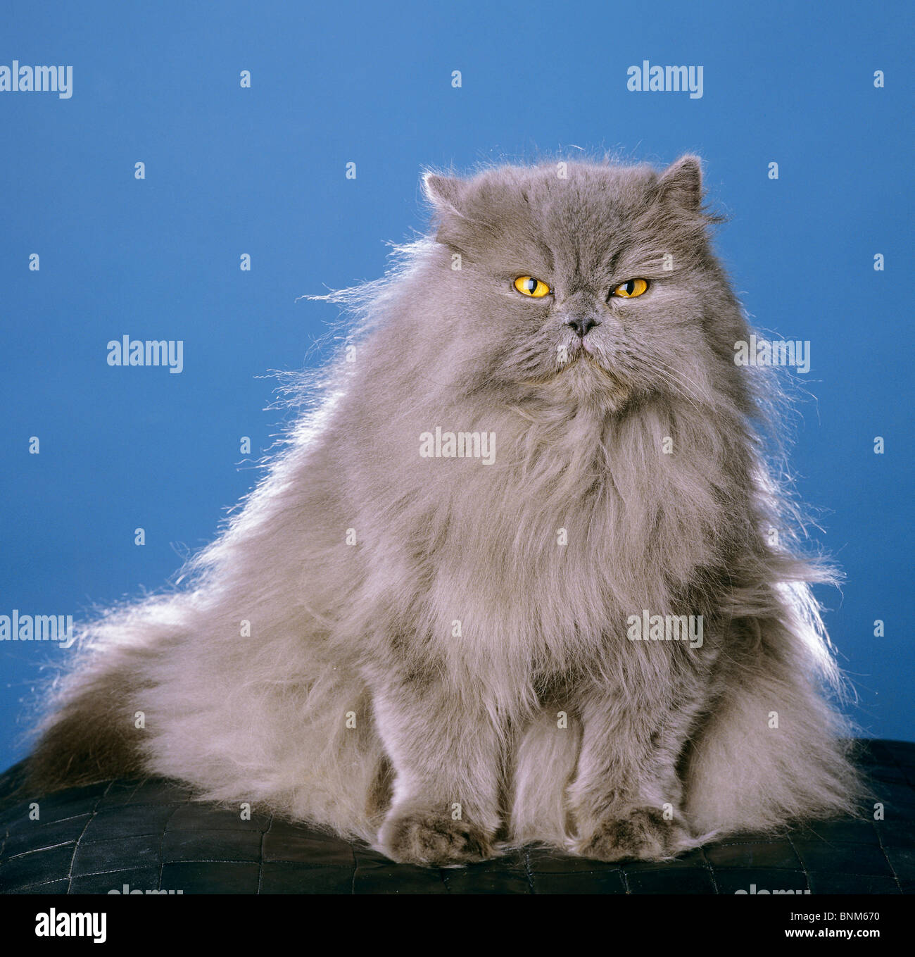 Persian Cat - portrait Stock Photo - Alamy