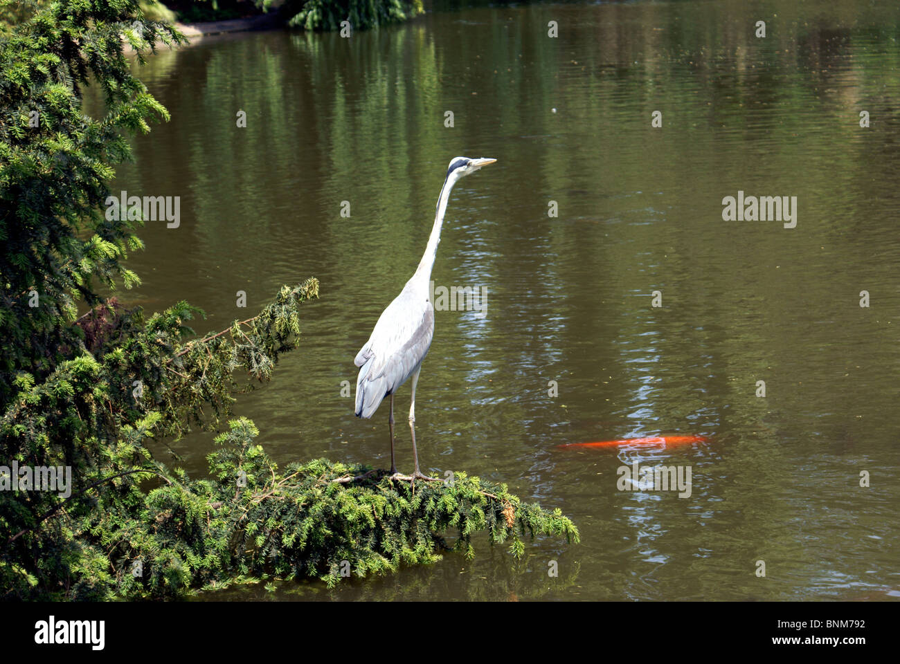 Whats on the menu stock photo alamy