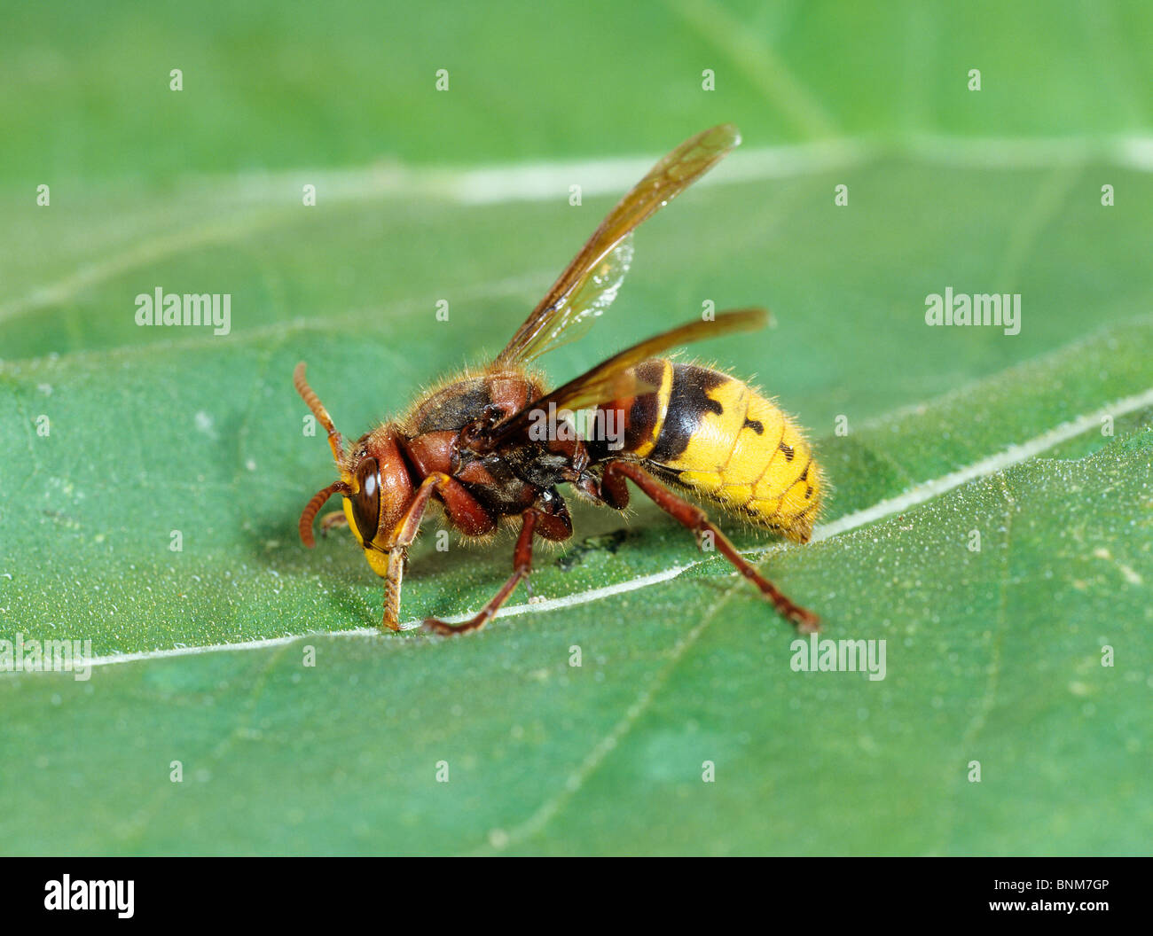 wasp on leaf Stock Photo - Alamy