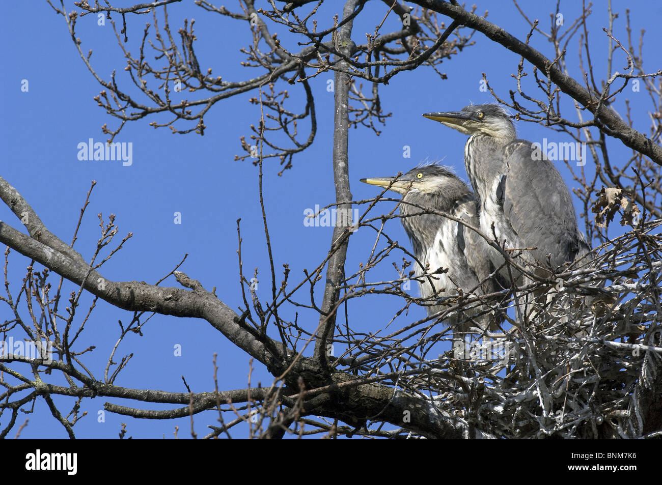 Grey Heron Ardea cinerea bird young nest tree sitting waiting two