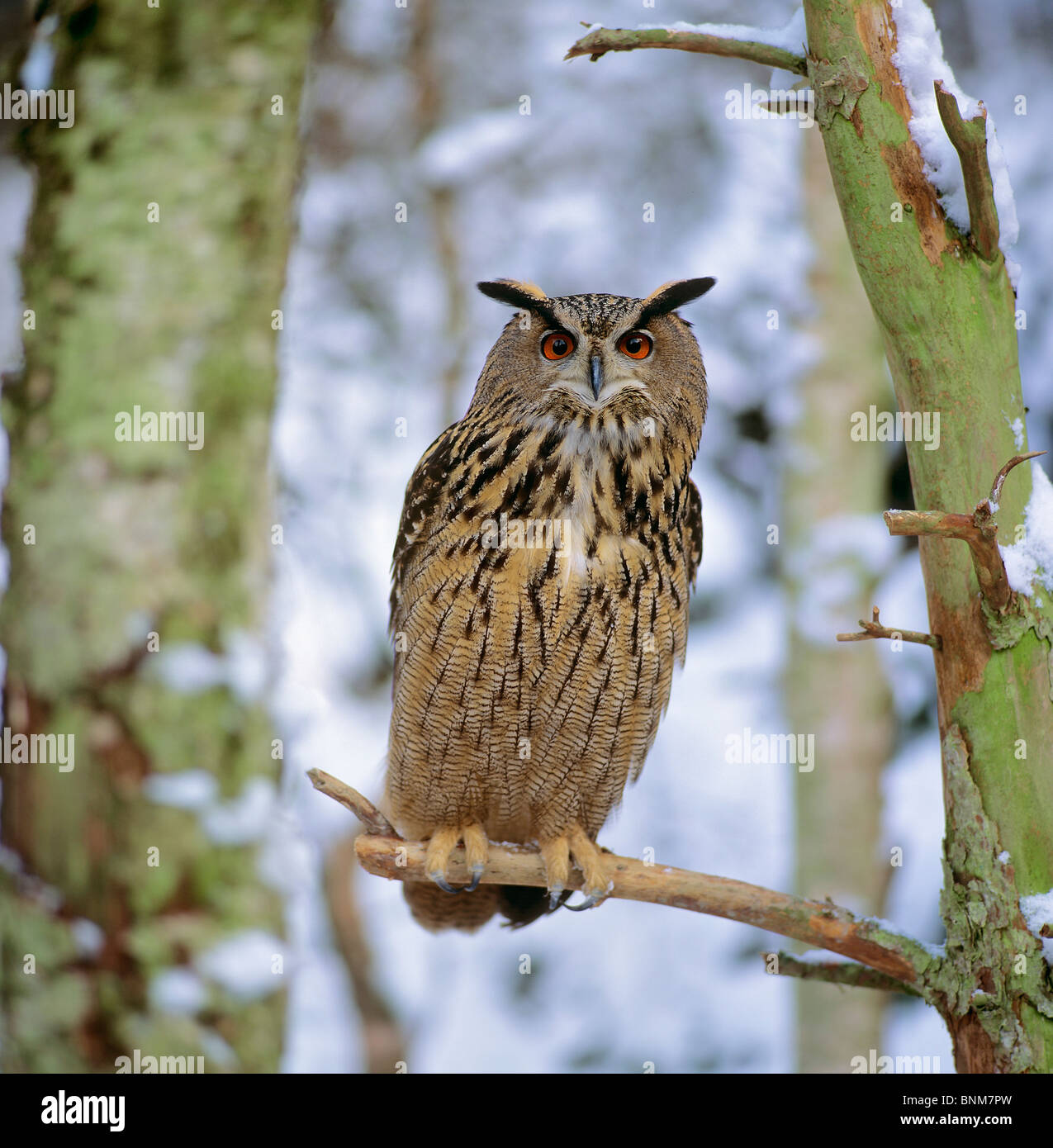 Eagle owl on a branch / Bubo bubo Stock Photo - Alamy