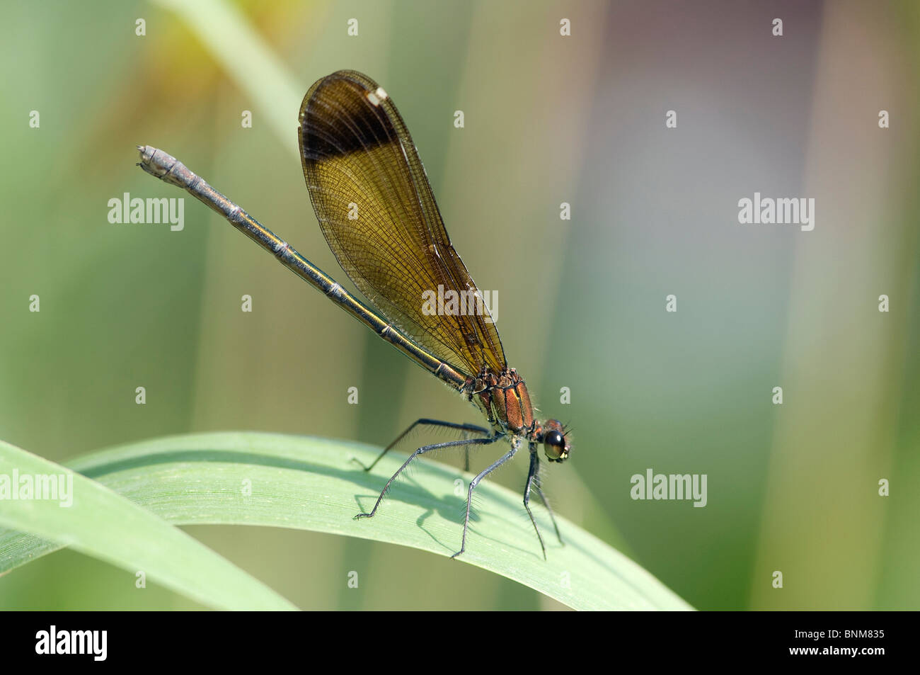 Copper Demoiselle dragonfly Calopteryx haemorrhoidalis portrait plant grass blade of grass sitting nature animal insect Stock Photo