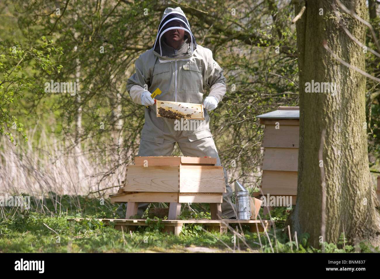 Apiarist working on a hive Stock Photo
