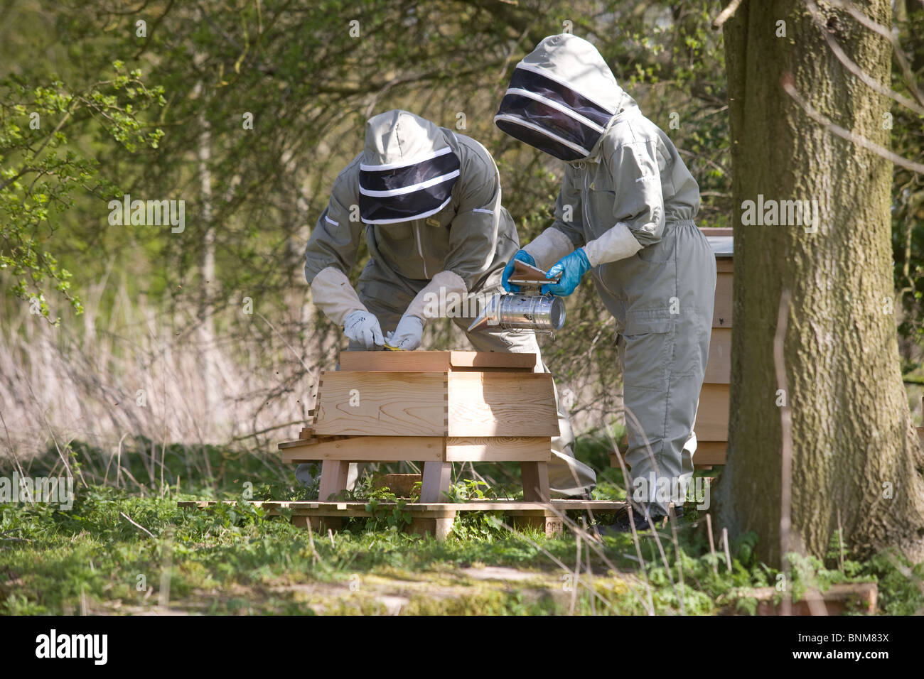 Apiarist working on a hive Stock Photo