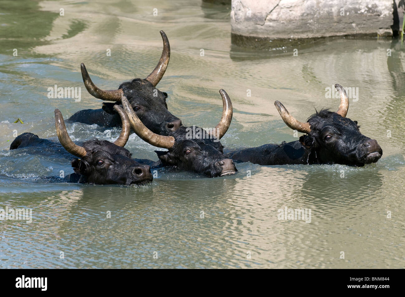 France Camargue Bulls of Camargue bull group cattle black swimming horns animal waters nature Stock Photo