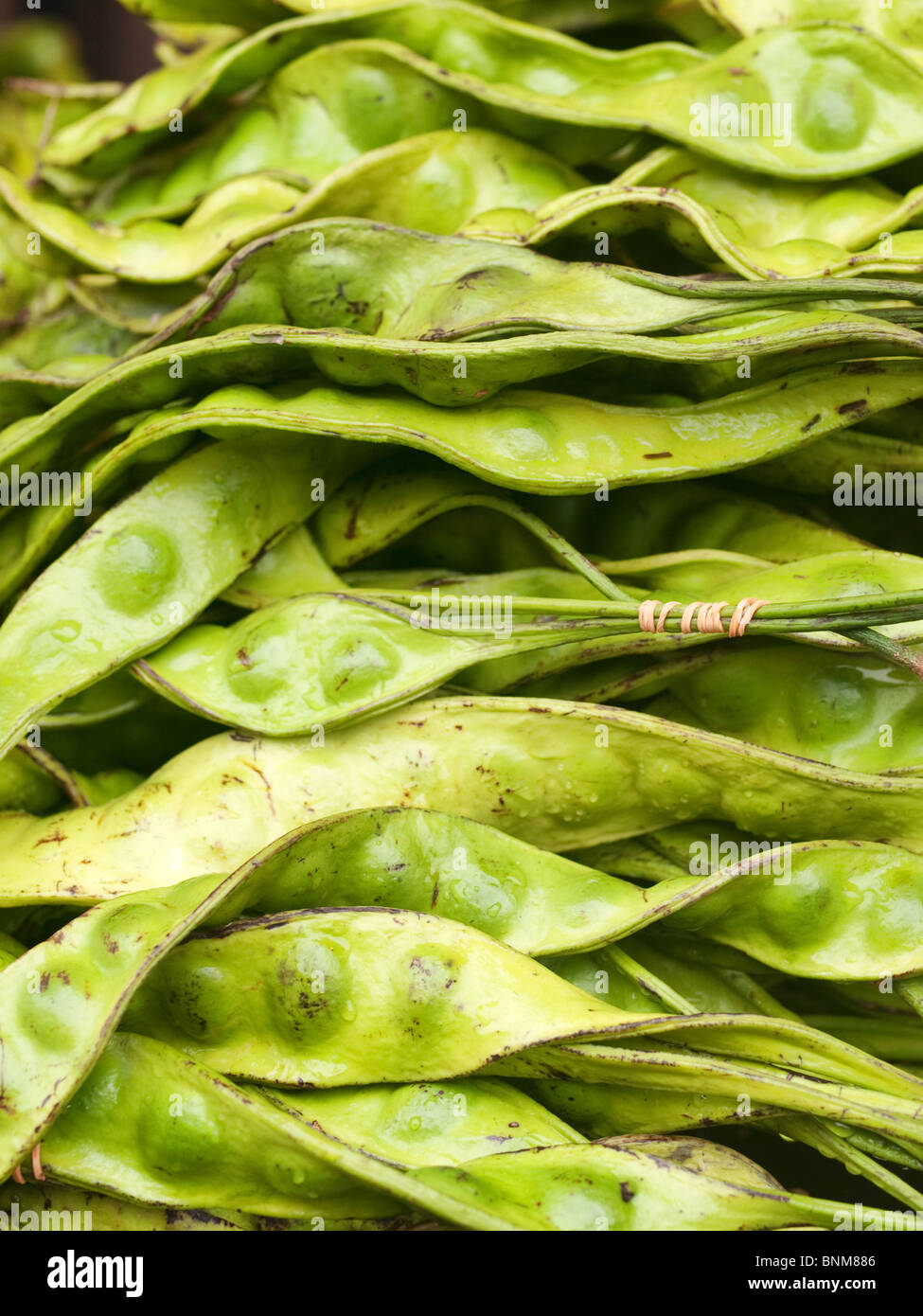Malaysia green beans Stock Photo