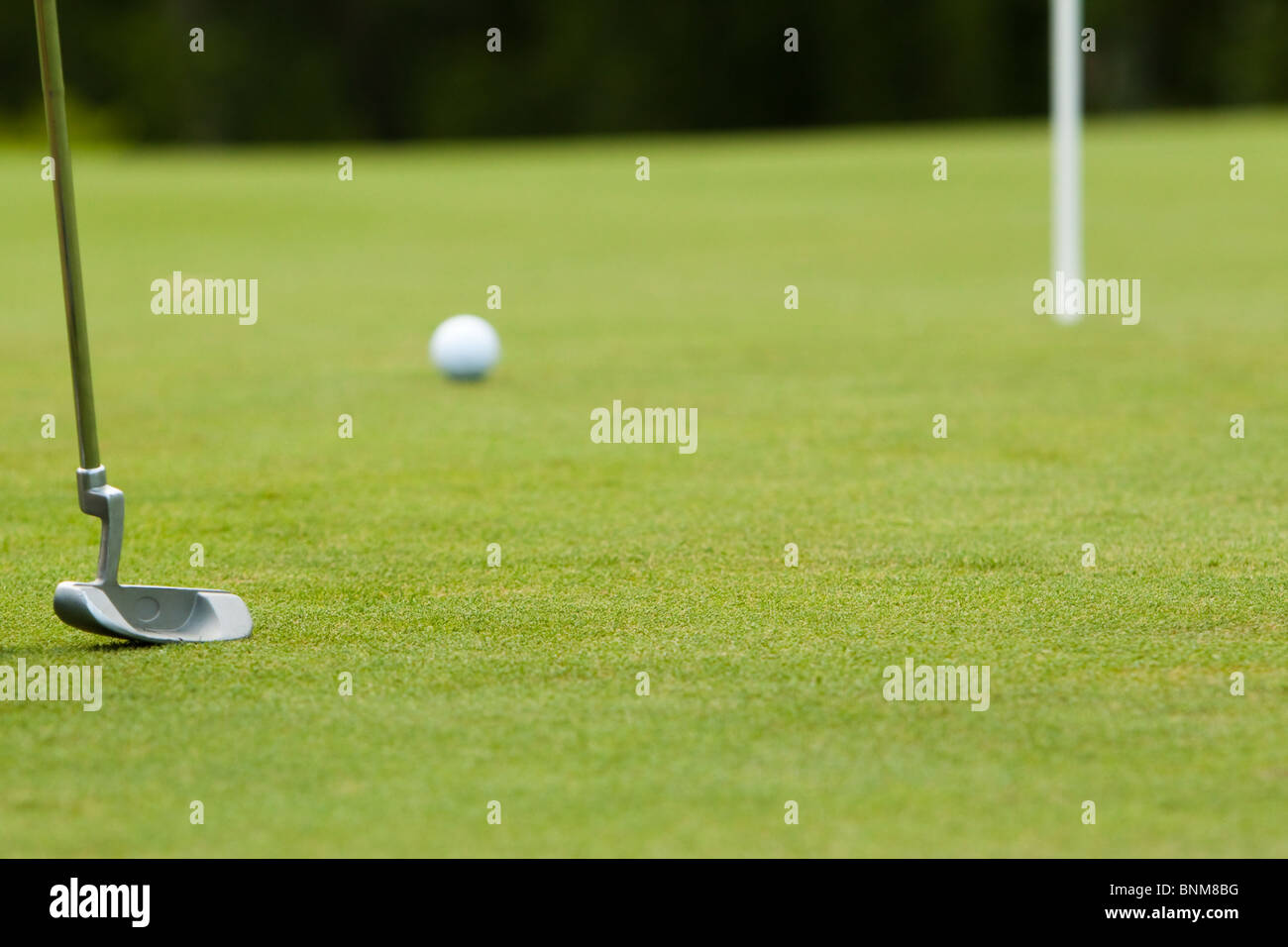 a putter and golf ball on the green Stock Photo