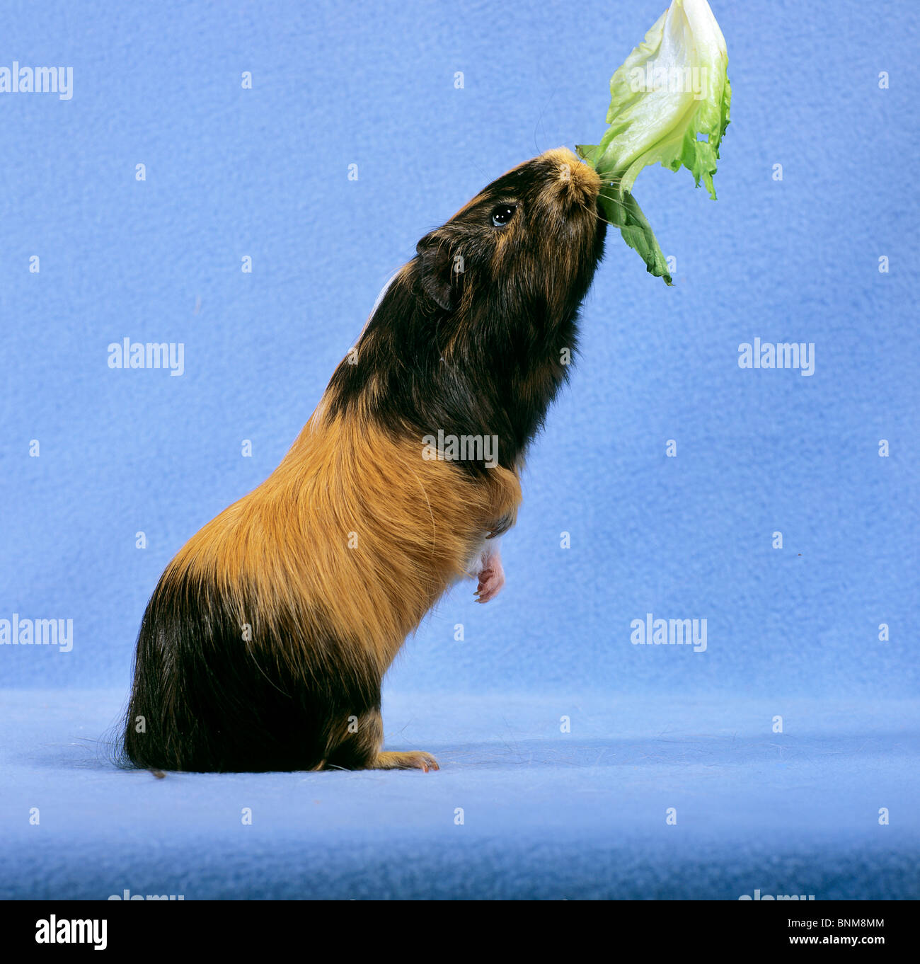 Guinea pig eating standing hires stock photography and images Alamy