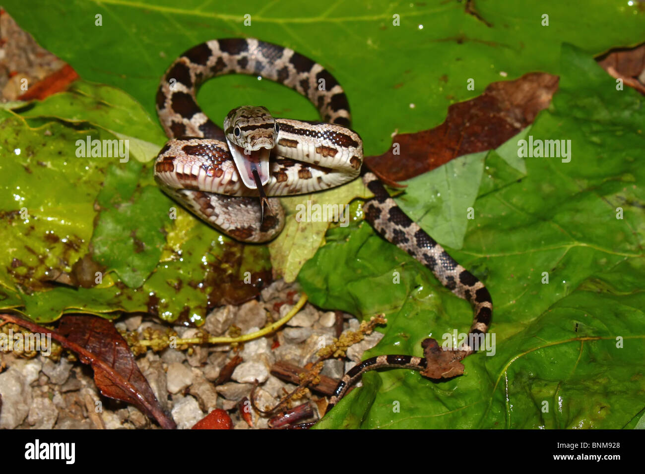 Gray Rat Snake (Elaphe obsoleta) - Alabama Stock Photo