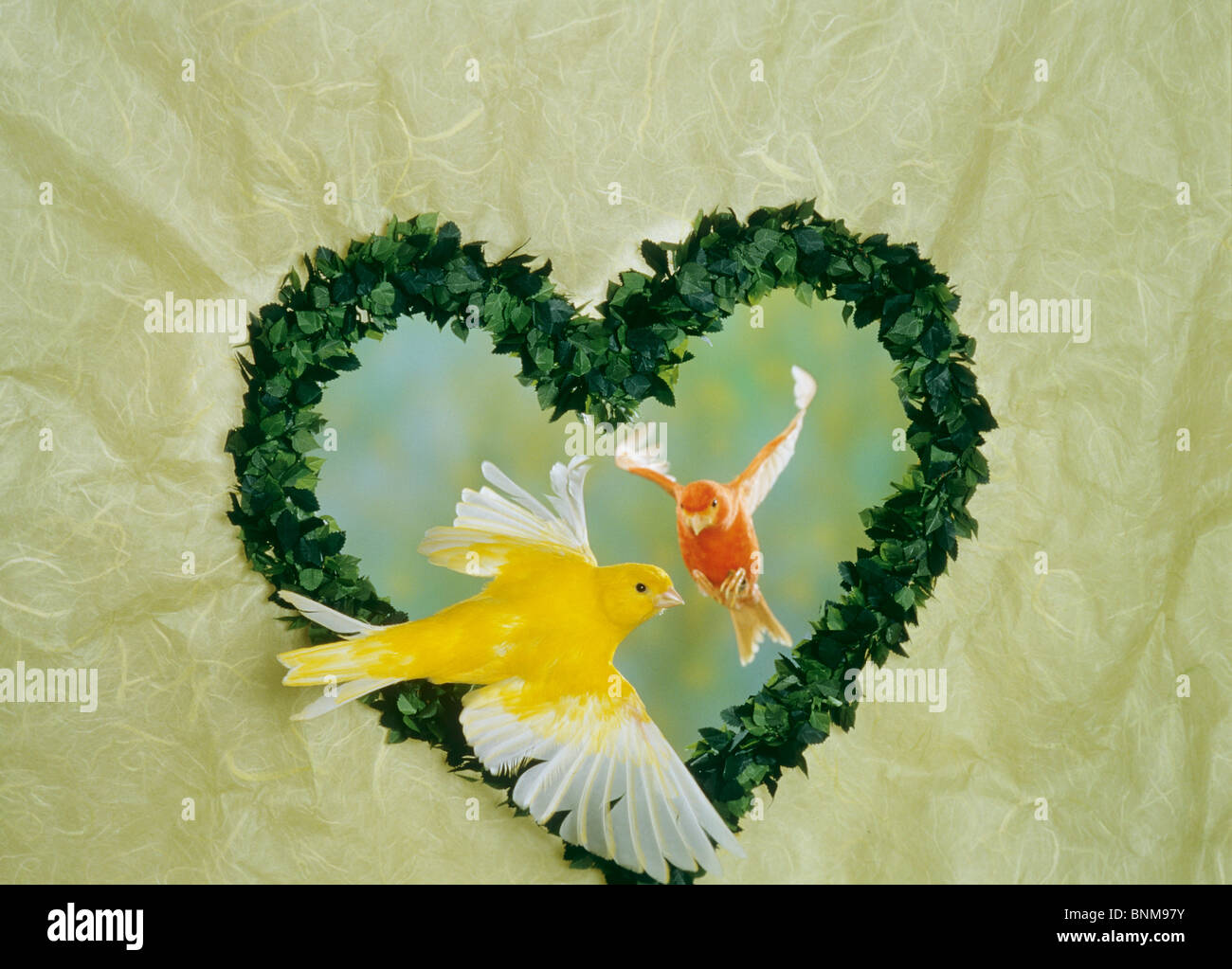two canaries flying through heart of paper Stock Photo