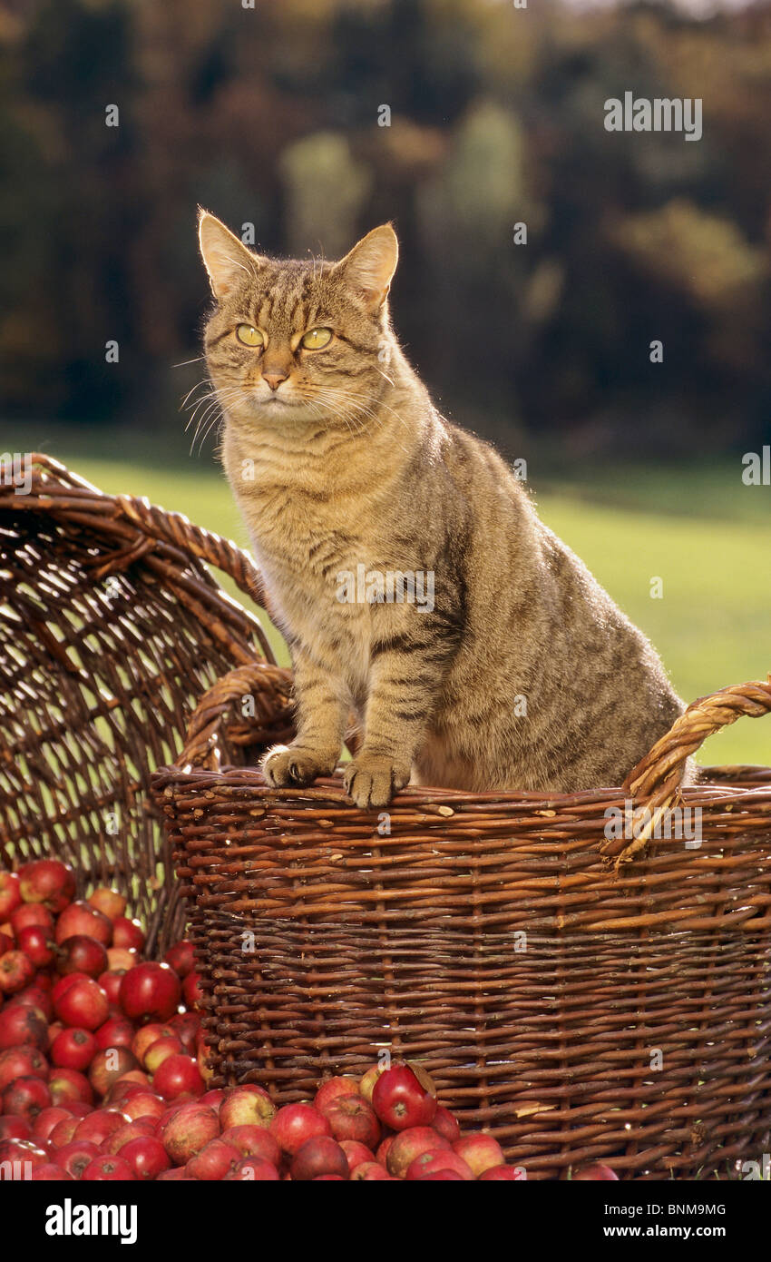 tabby domestic cat standing basket Stock Photo - Alamy