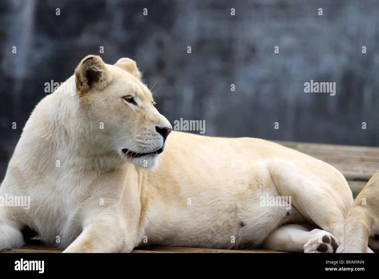 White lioness, (Panthera leo krugeri) in Tygerberg Zoo near Cape Town. Stock Photo