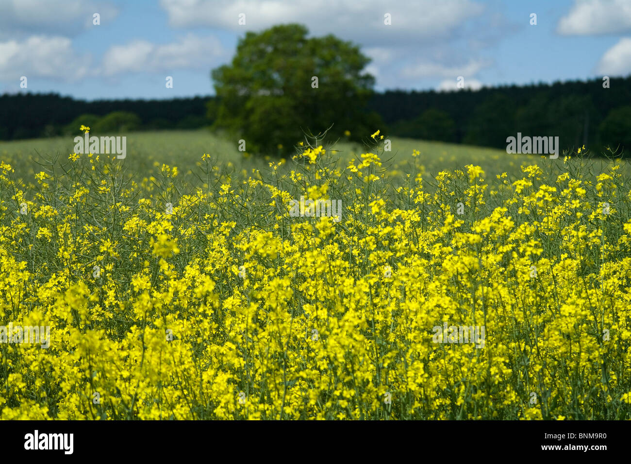 A field of oil seed rape Stock Photo - Alamy