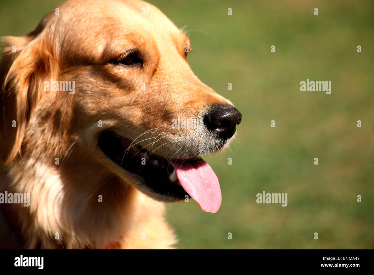 A Golden Retriever Dog Stock Photo - Alamy
