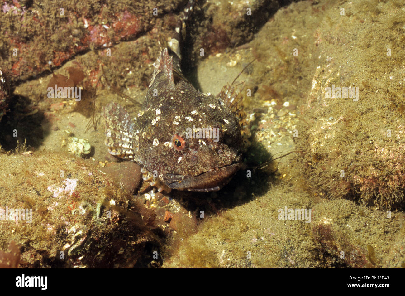 Short - Spined Sea Scorpion or Bull Rout, underwater off St Abbs. Scotland. Scuba diving. Underwater photography. Stock Photo