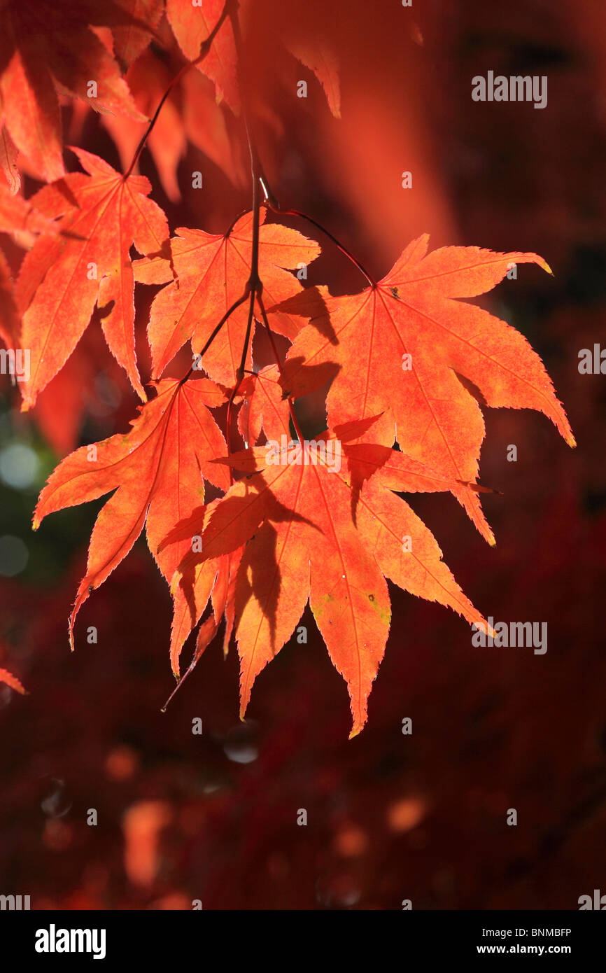 Acer palmatum maple tree branch sheet leaf sheets leaves trees detail professional maple garden