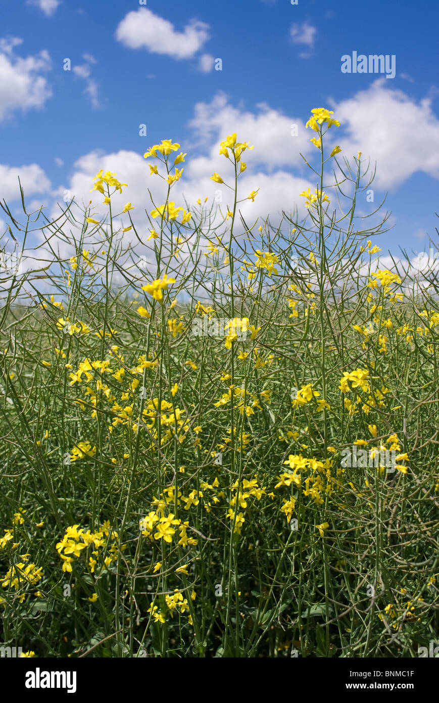 A field of oil seed rape Stock Photo - Alamy