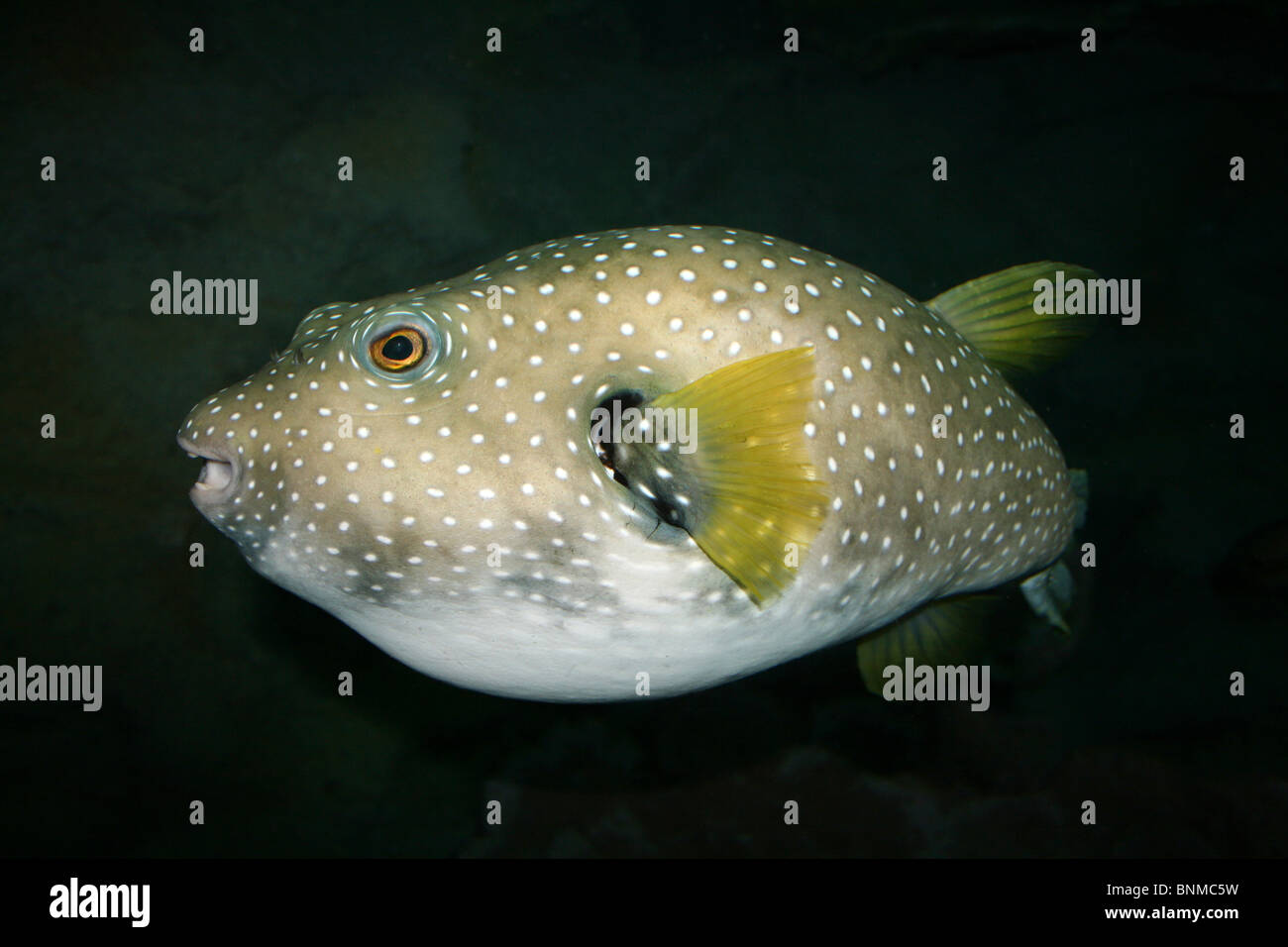 White-spotted Puffer Arothron hispidus Stock Photo