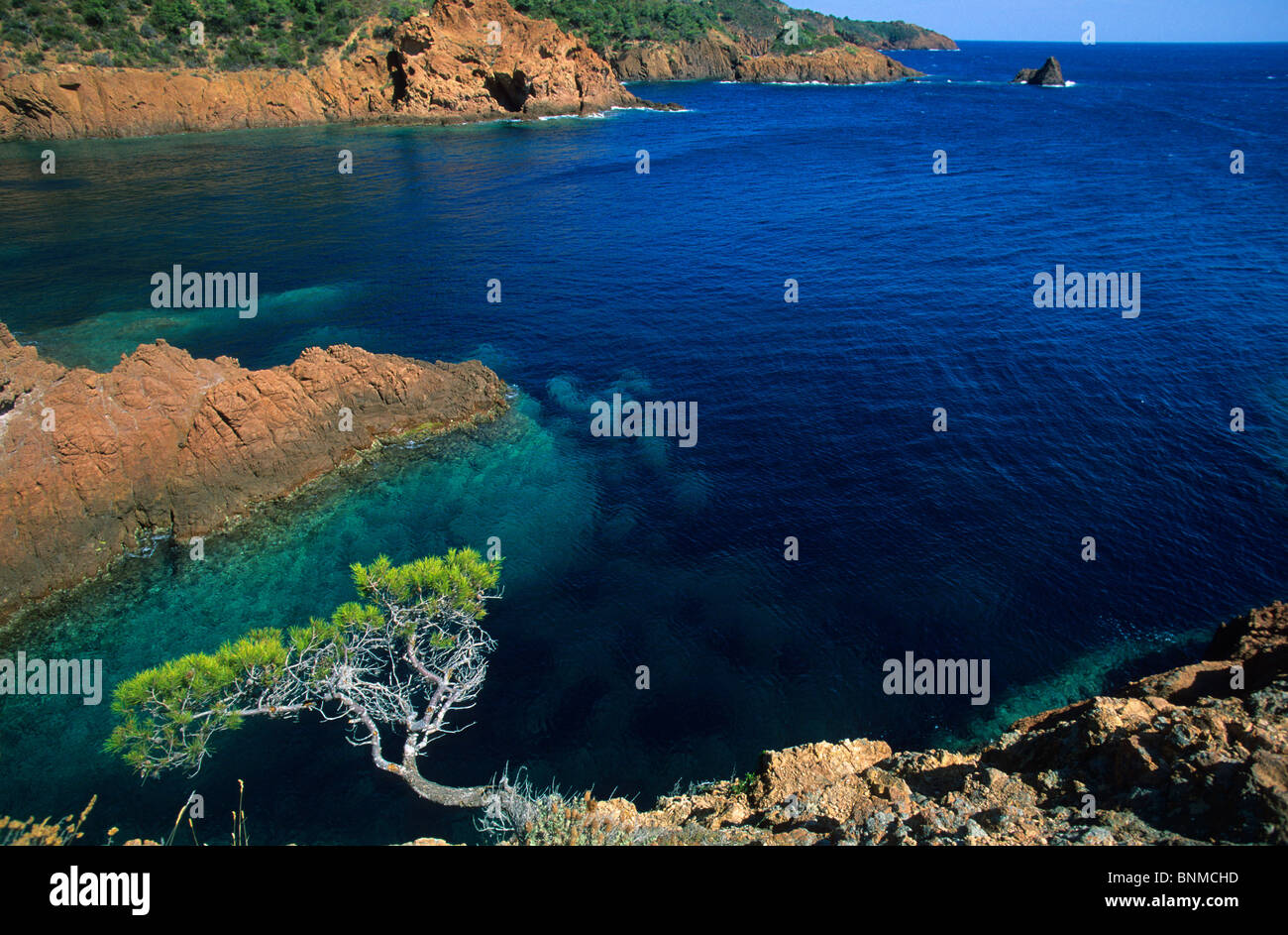 Cap Roux France Côte d'Azur Var sea Mediterranean Sea coast rock cliff tree pine Stock Photo