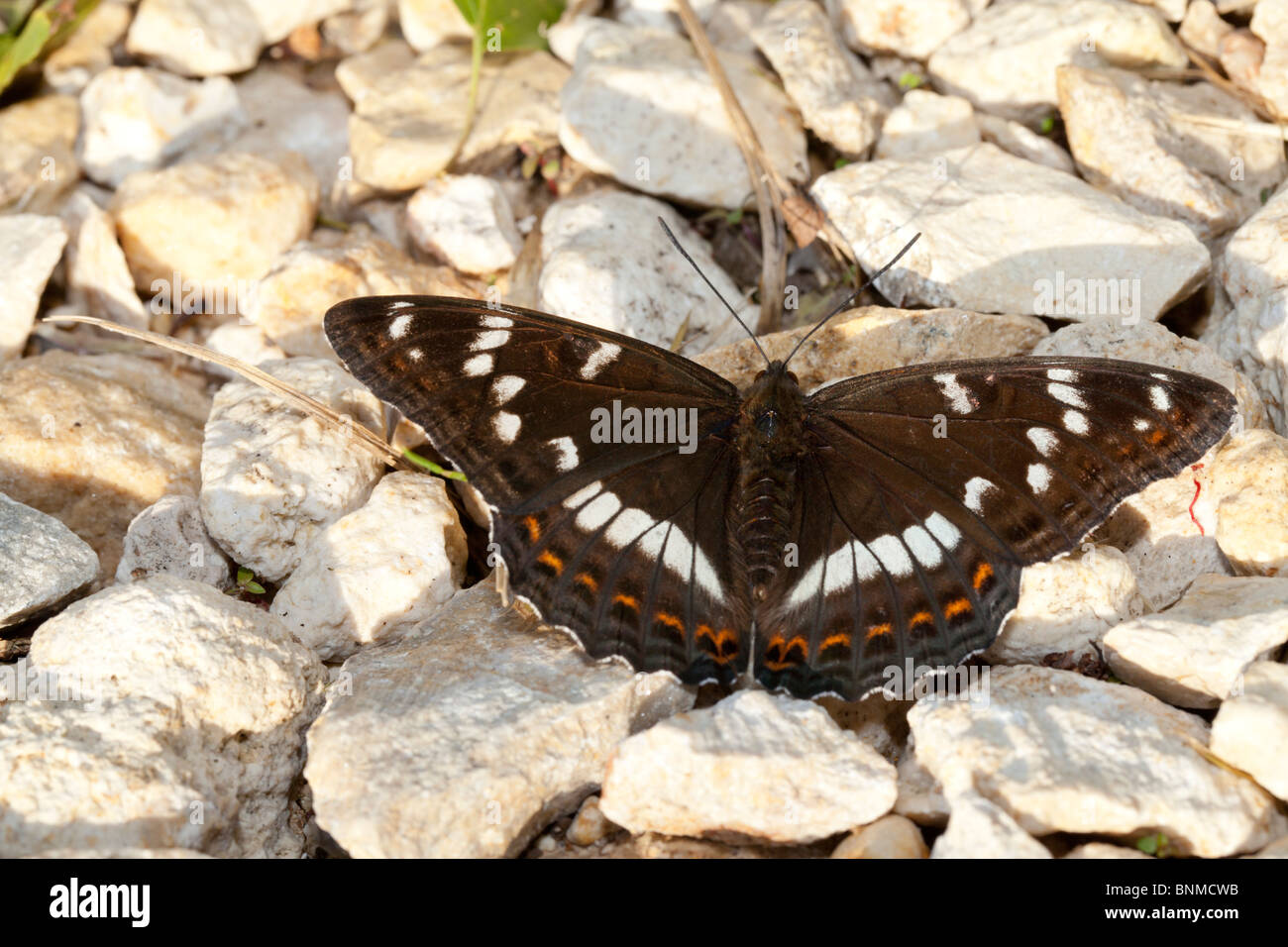 Large butterfly Limenitis populi on the rocks Stock Photo