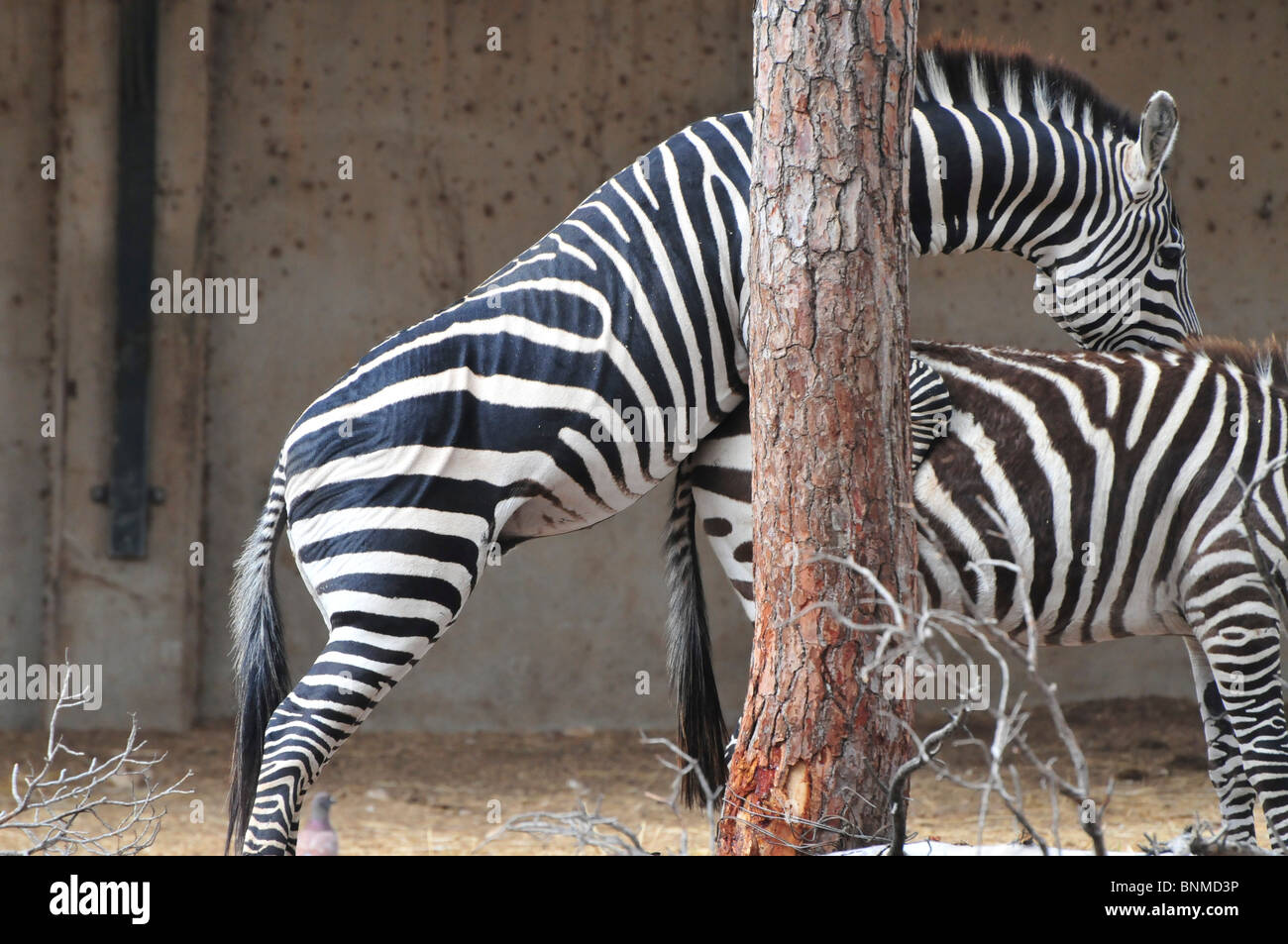 Side view of two Grevy Zebra (Equus grevyi) copulating in captivity