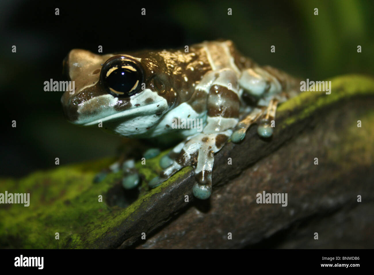 Amazon Milk Frog Trachycephalus resinifictrix Stock Photo Alamy