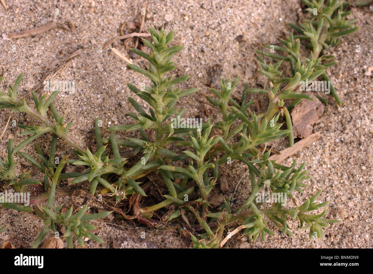 Prickly saltwort Russian Thistle (Salsola kali : Chenopodiaceae) on a beach, UK. Stock Photo