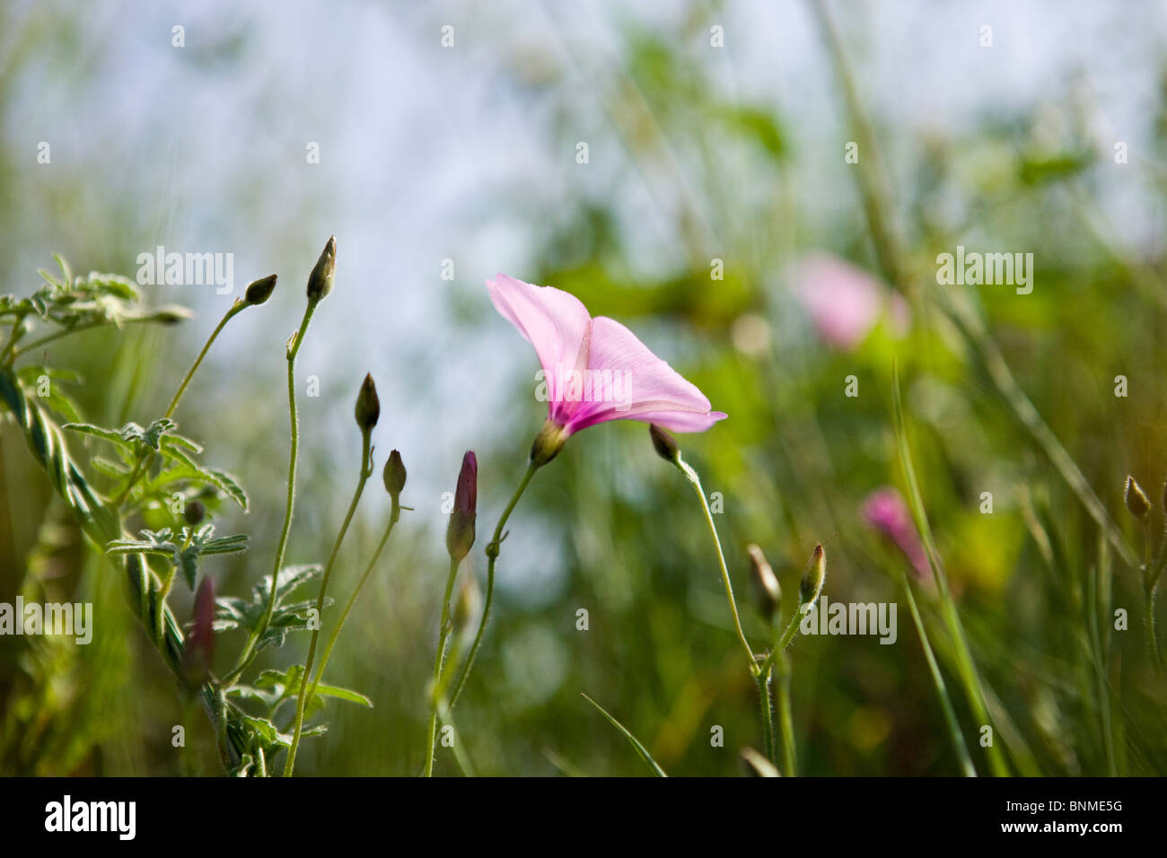 Convulvulus High Resolution Stock Photography and Images - Alamy