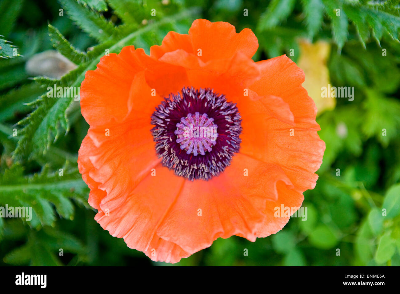 Poppy flower above hi-res stock photography and images - Alamy