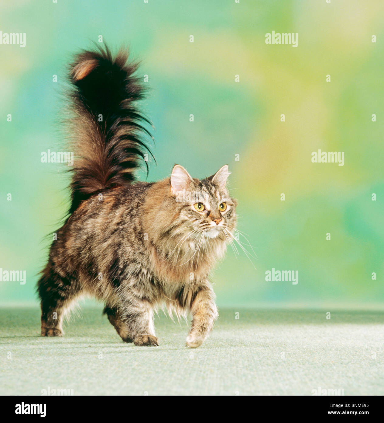Maine Coon Adult Cat Walking Stock Photo Alamy