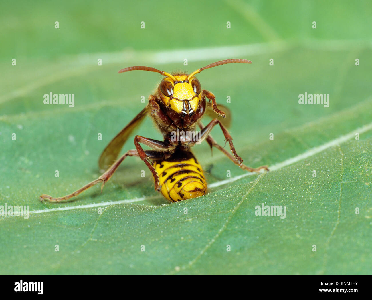 wasp on leaf Stock Photo - Alamy