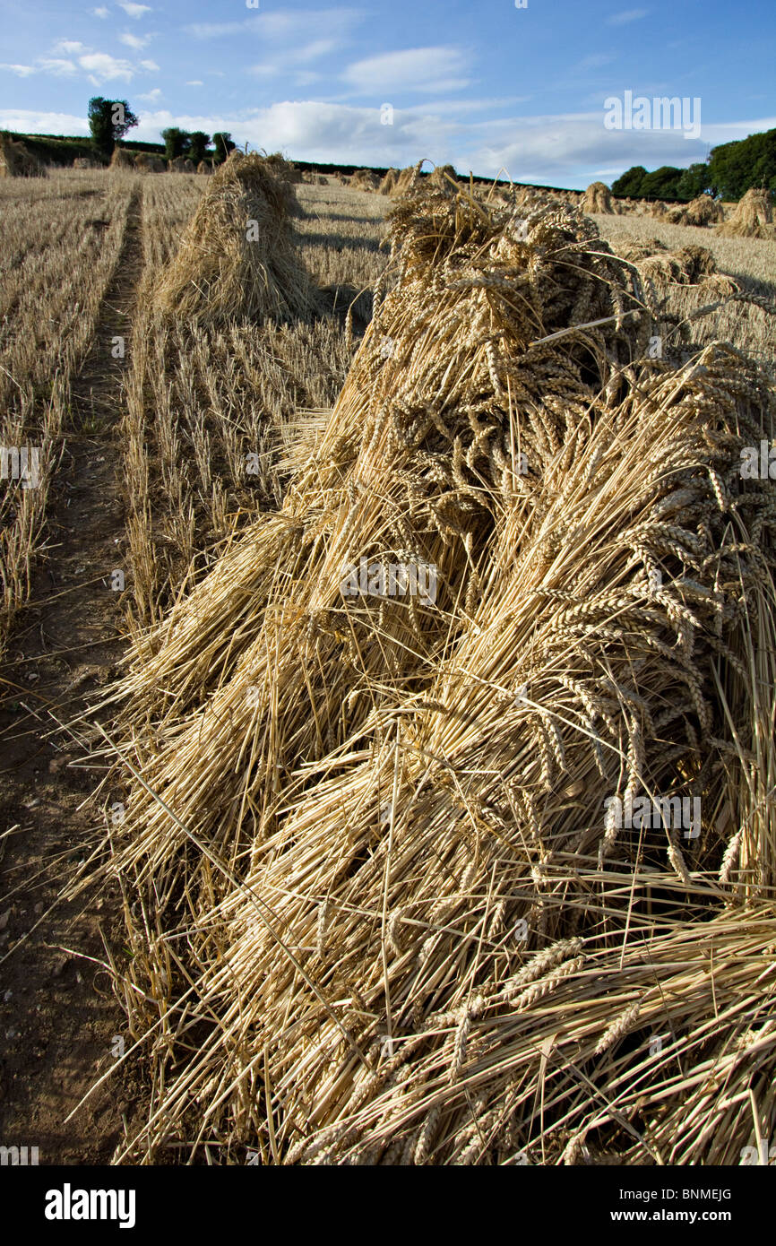Wheat sheaf hires stock photography and images Alamy
