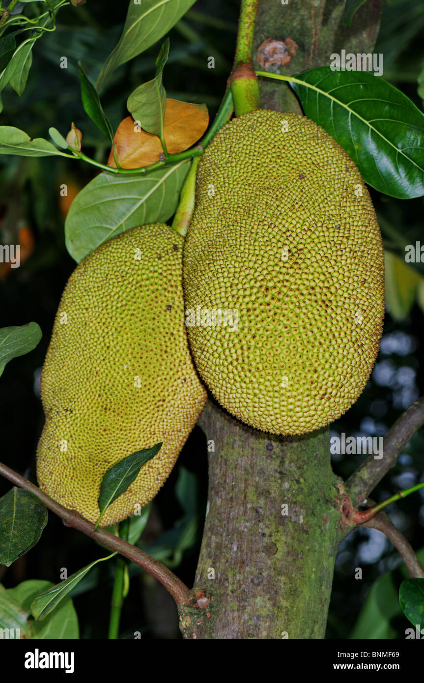 Jackfruit fruit fruits tropical fruit Artocarpus heterophyllus tree trees  foilage green plant plants botany tropical tropics Stock Photo - Alamy