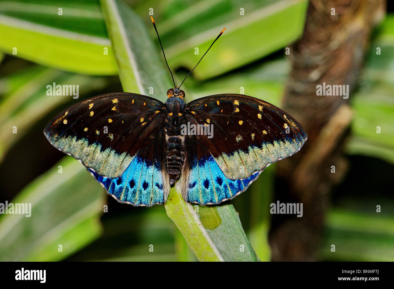 butterfly butterflies insect insects tropical tropics blue brown animal ...
