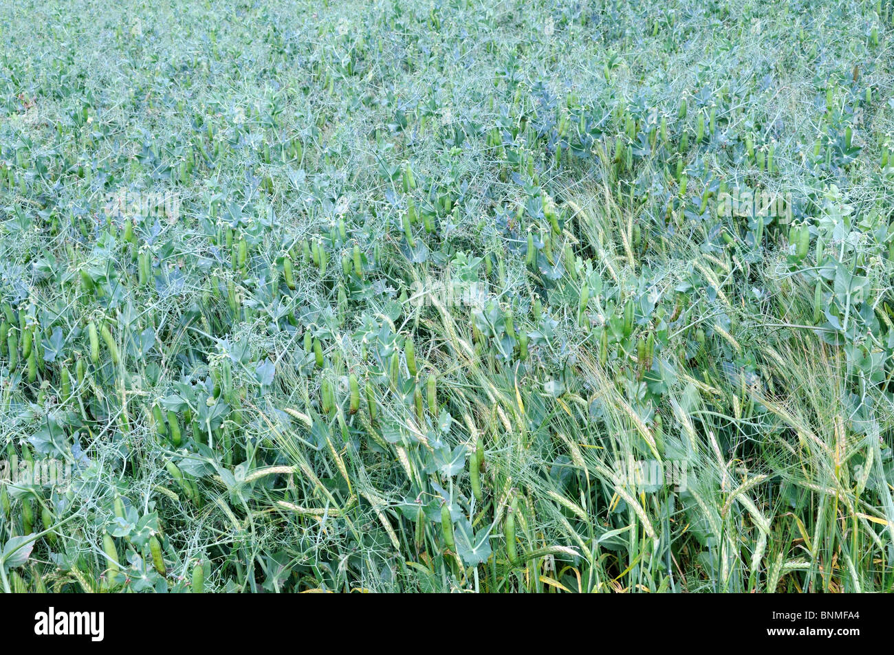 Organic Pea and Barley whole crop silage Carmarthenshire Wales Cymru UK