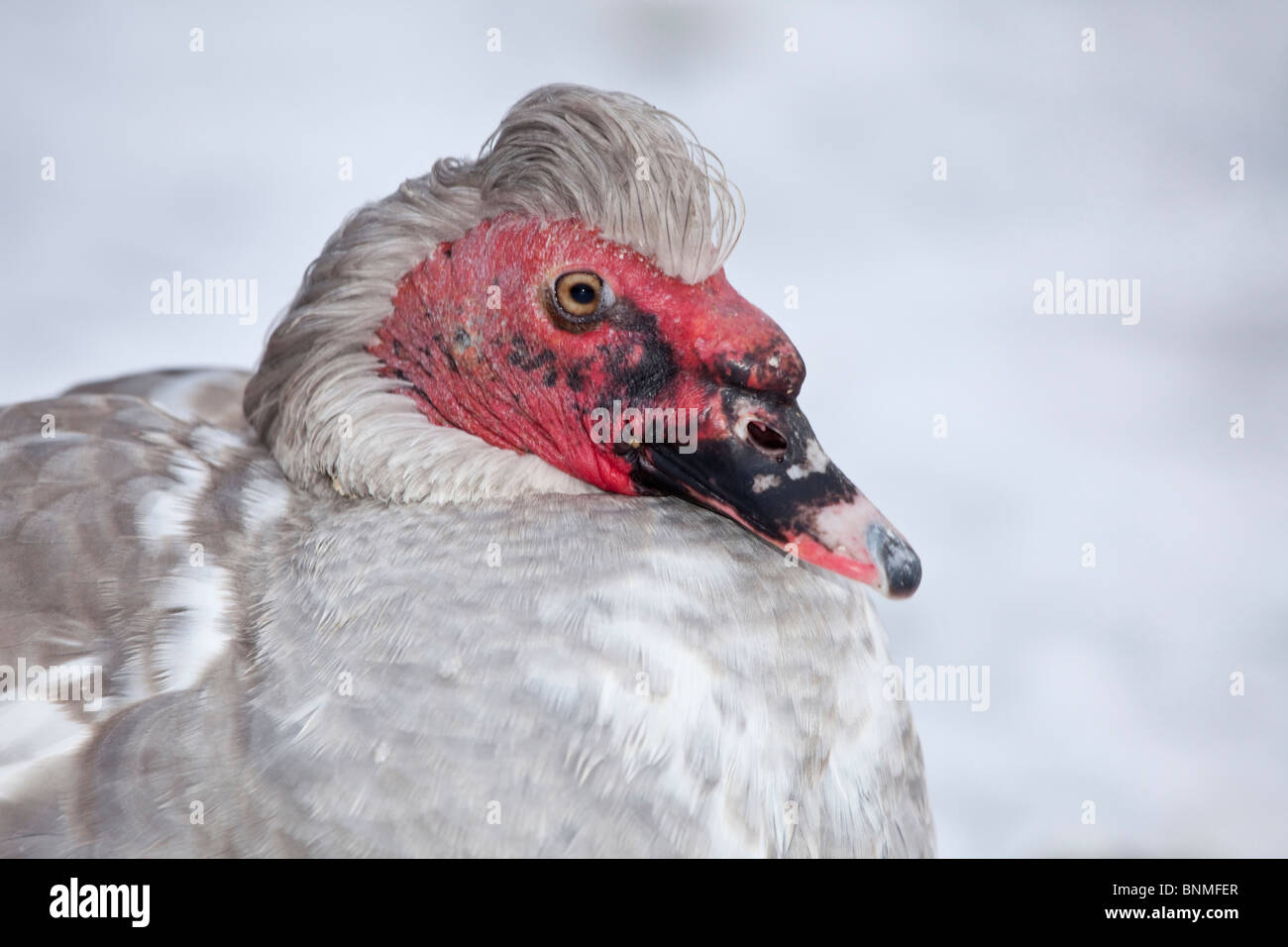 turkey close-up portrait white plumage red head bird Stock Photo