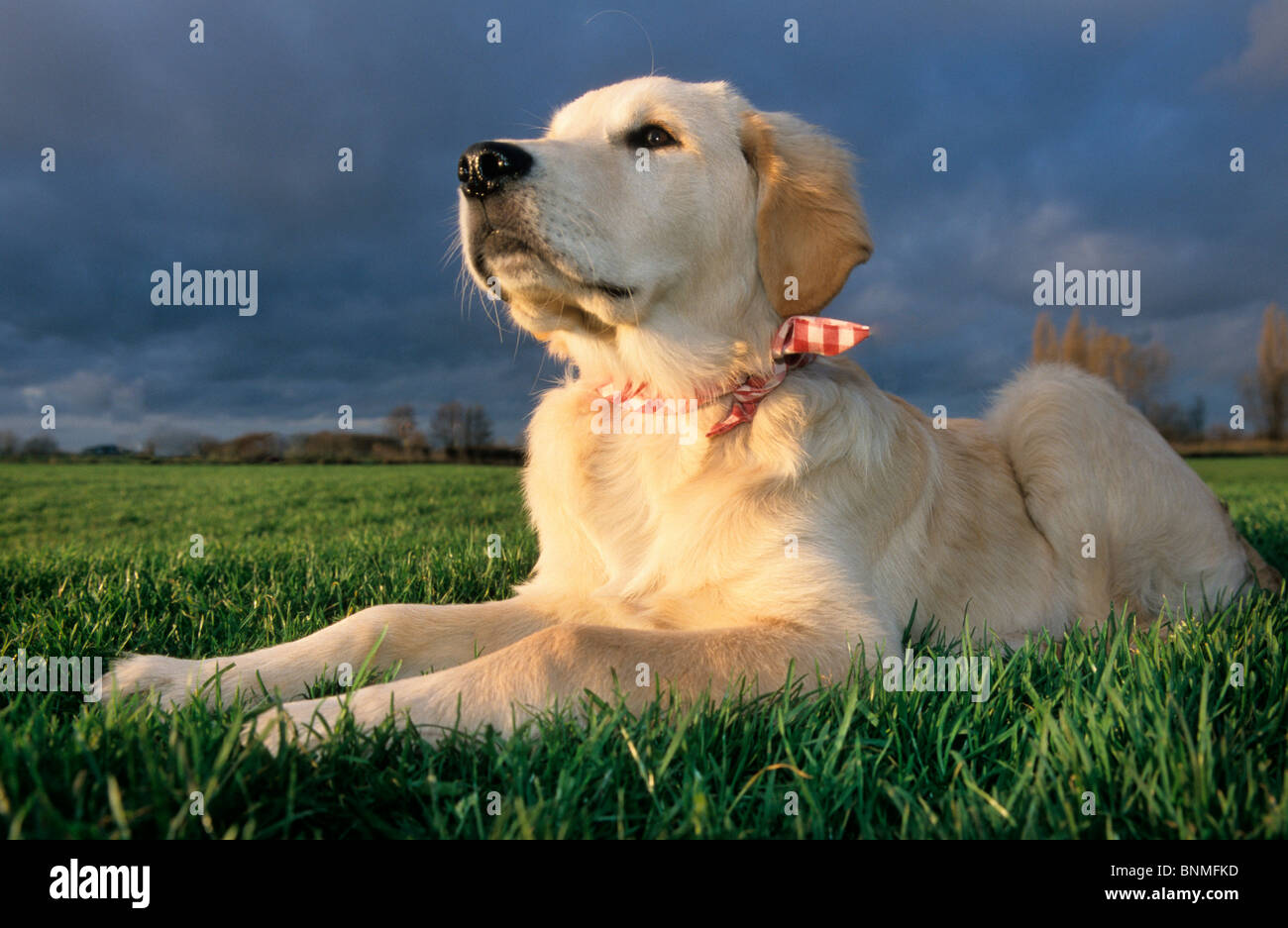 Golden Retriever dog animal pet hound breed retriever hunting dog