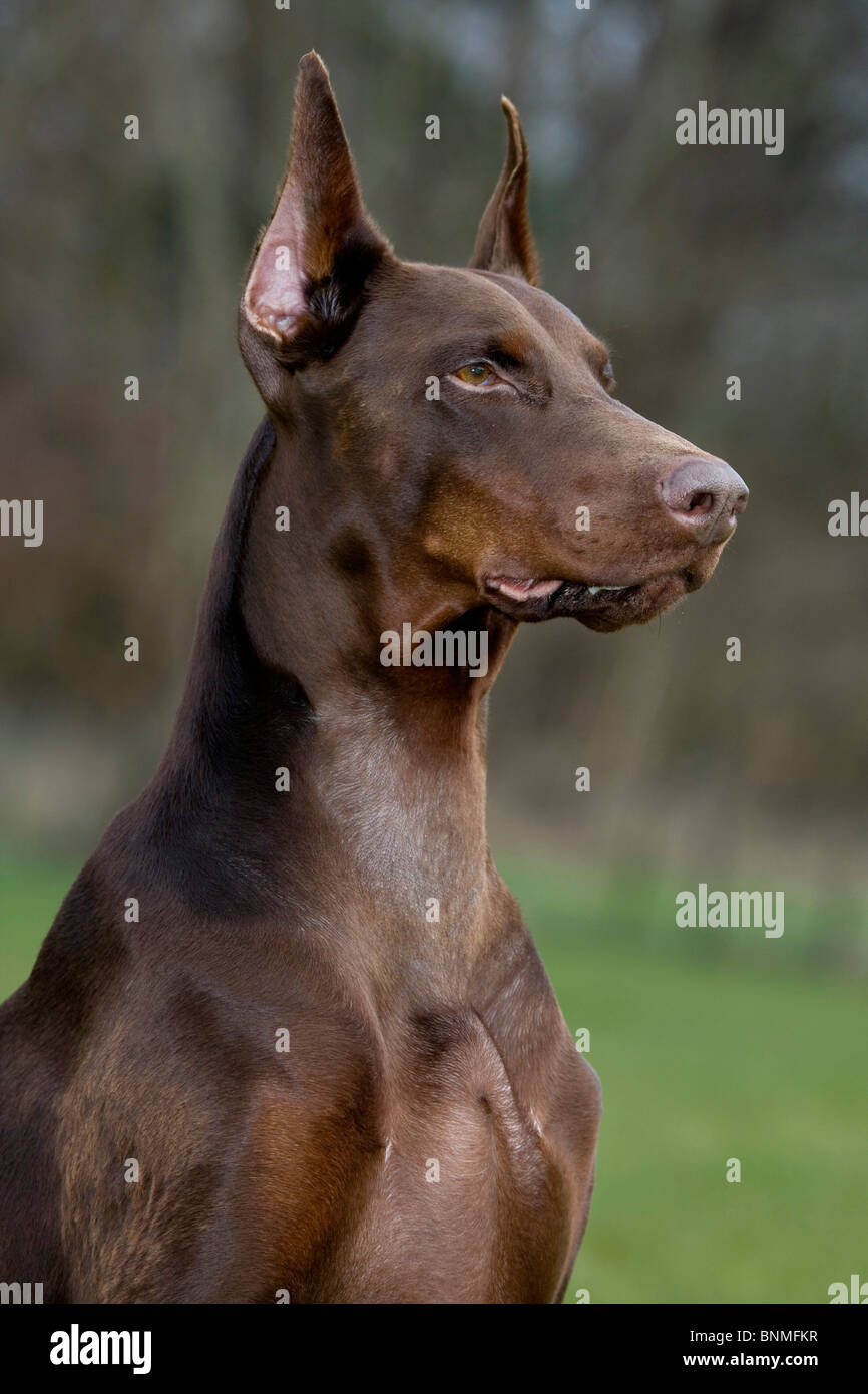 Doberman sitting hi-res stock photography and images - Alamy