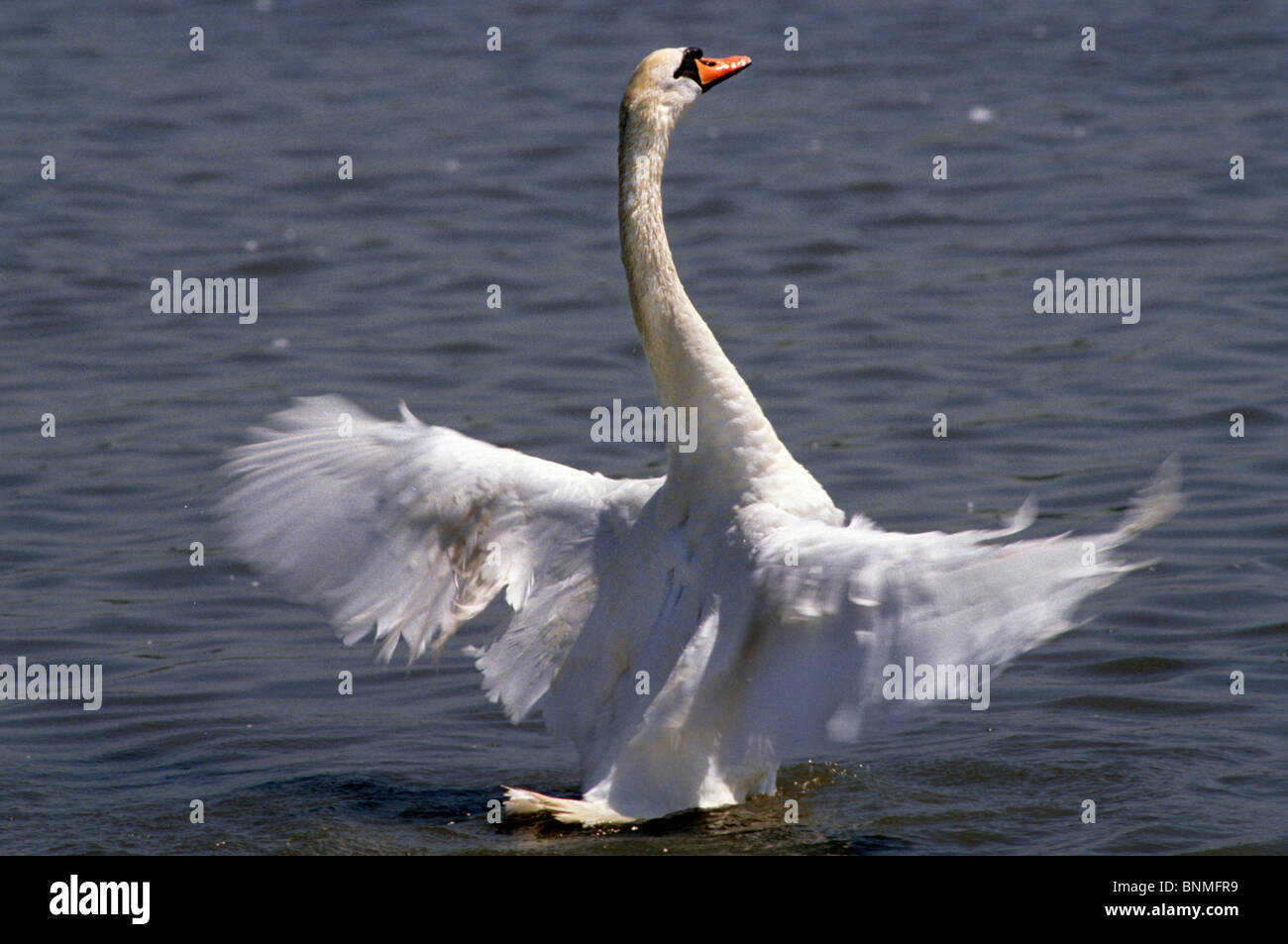 mute swan swan wing sweep water lake bird animal wings big Stock Photo Alamy